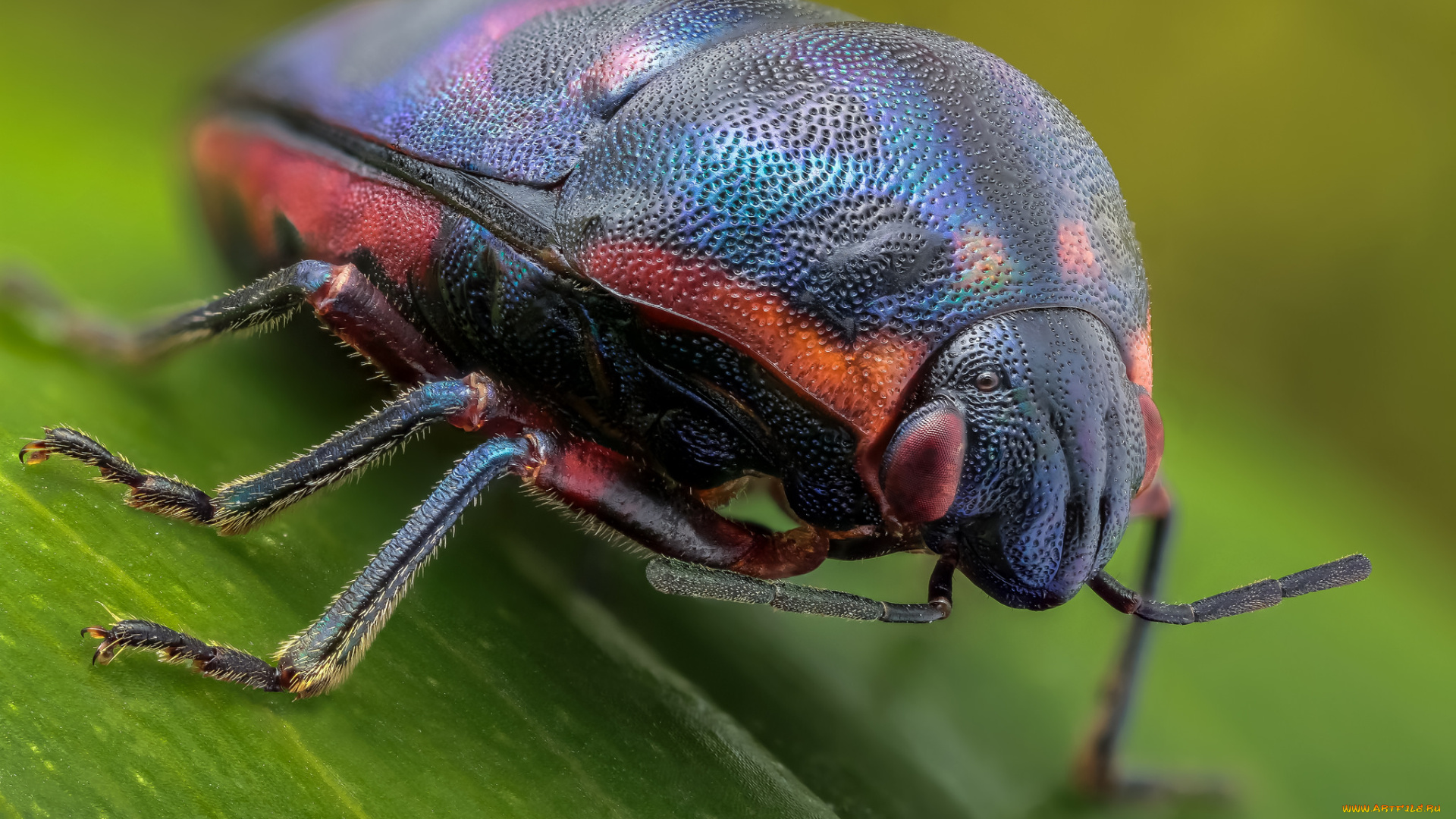 животные, насекомые, травинка, зелёный, фон, макро, жук