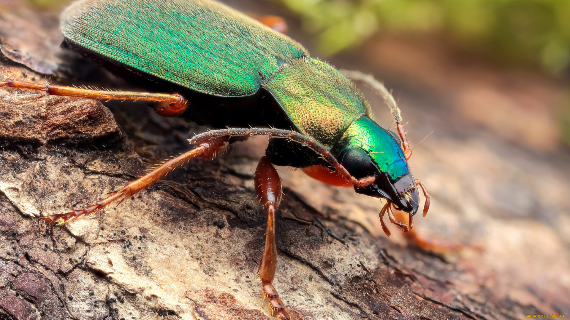 животные, насекомые, жучок