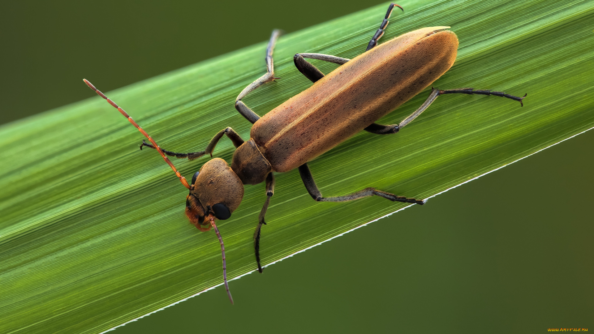 животные, насекомые, жук, травинка, макро, насекомое