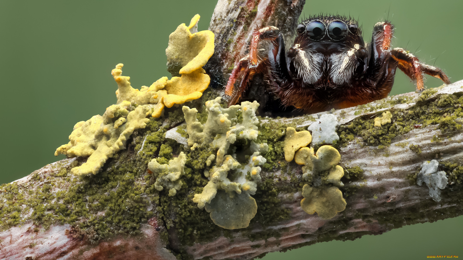 животные, пауки, джампер, паук, травинка, макро