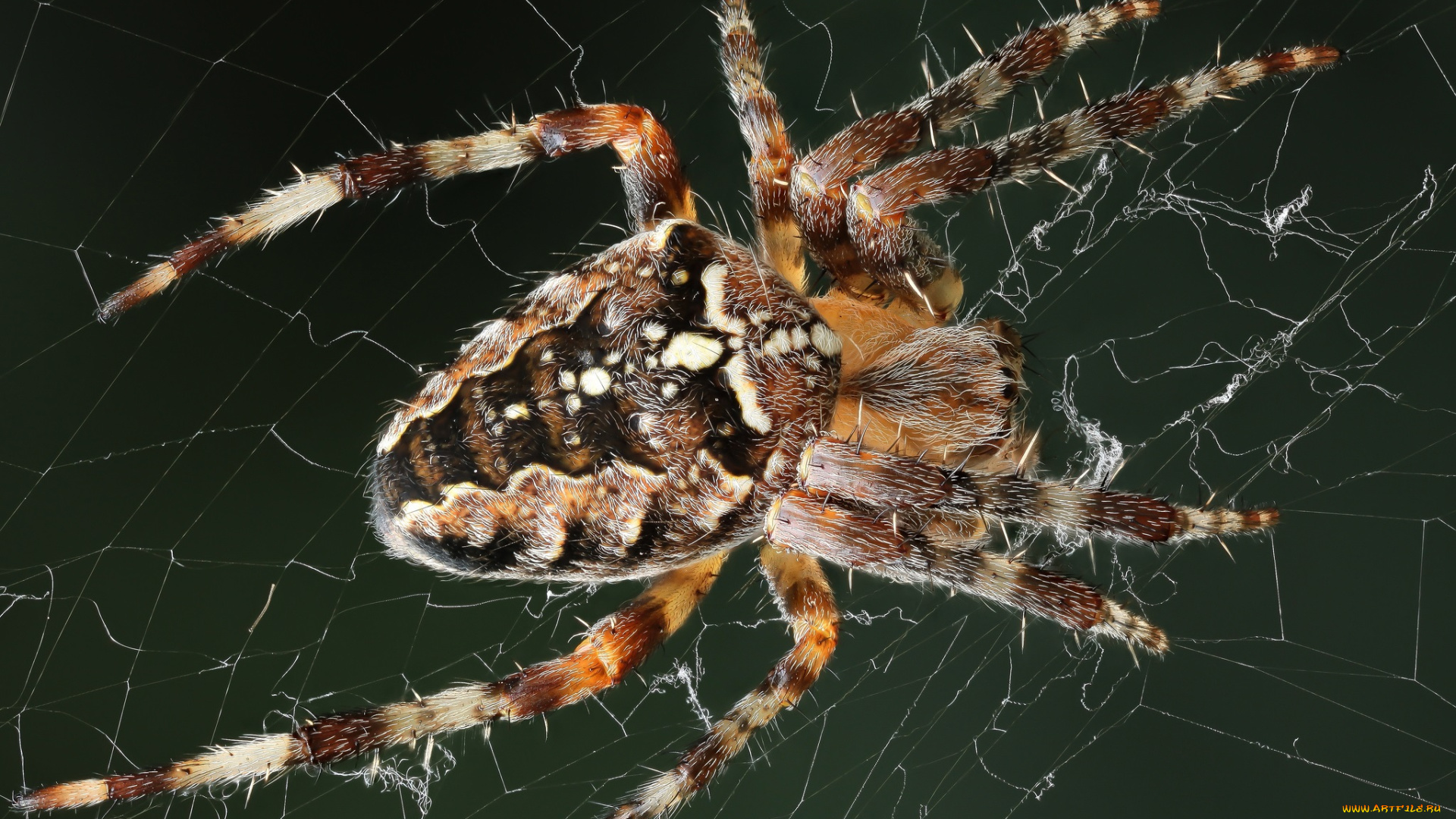 животные, пауки, макро, паук, паутина