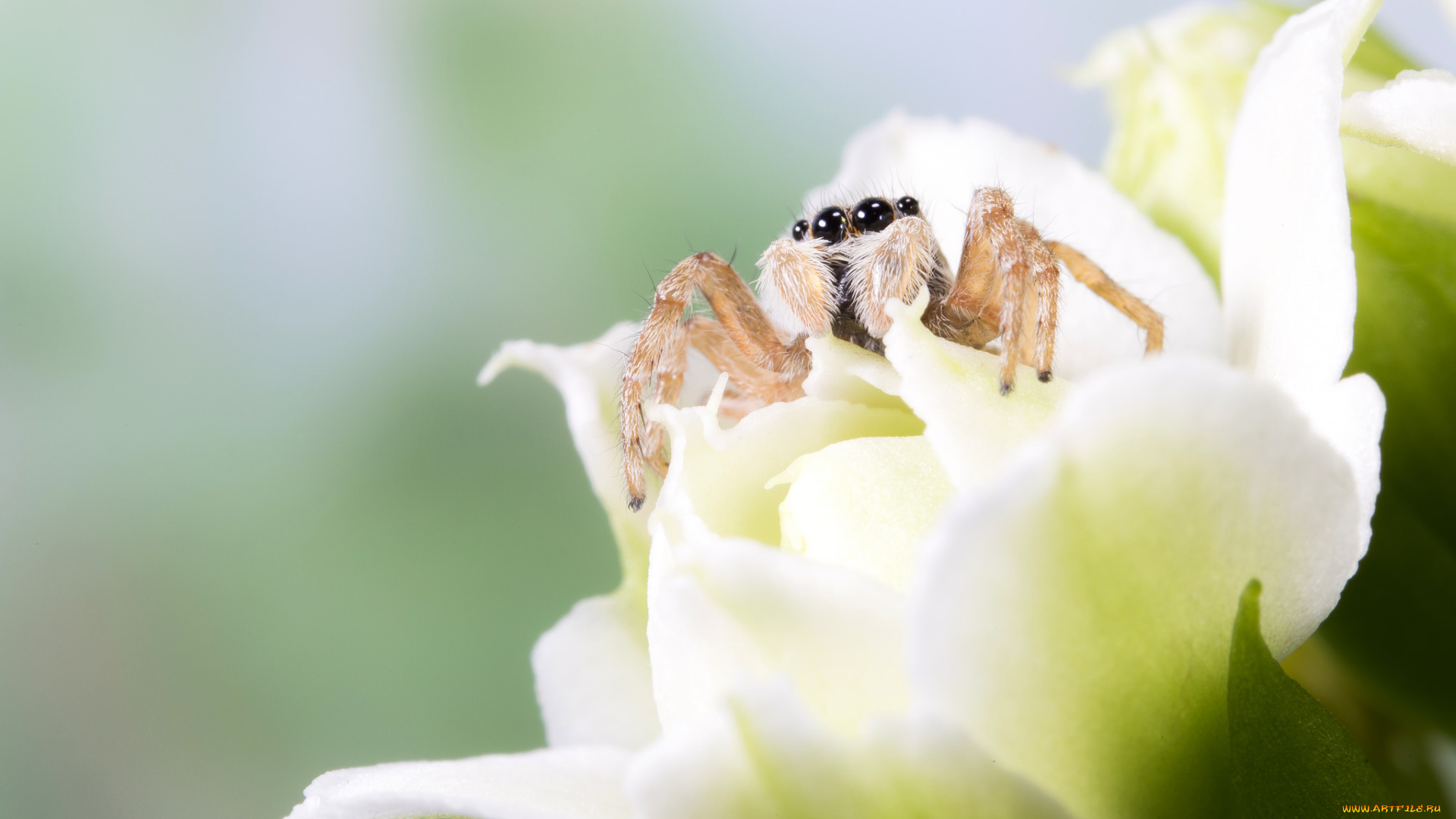 животные, пауки, паук, белый, цветок, макро