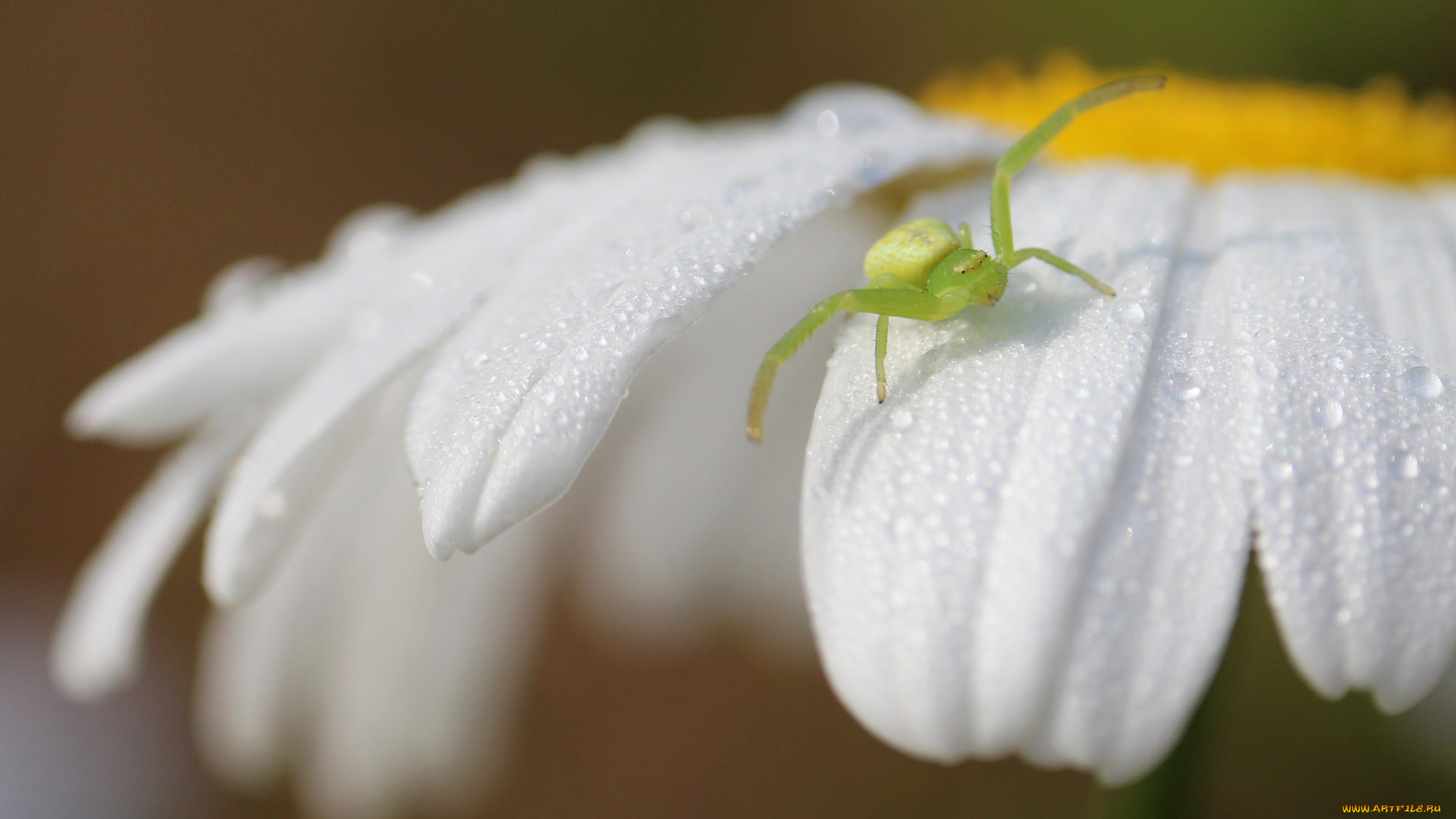 животные, пауки, ромашка, макро, лепестки, паук