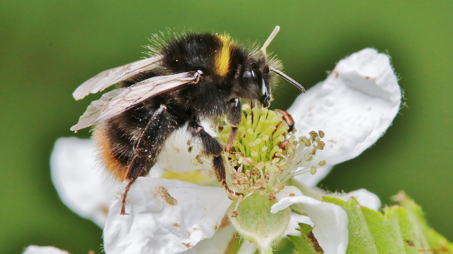 животные, пчелы, , осы, , шмели, цветы, фон, шмель