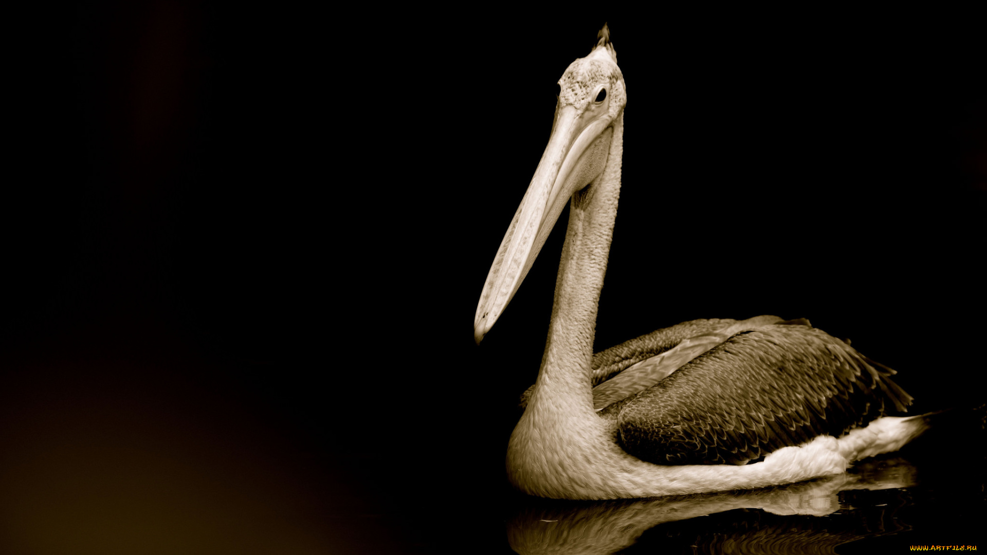 животные, пеликаны, вода, птица, тёмный, фон, клюв, пеликан