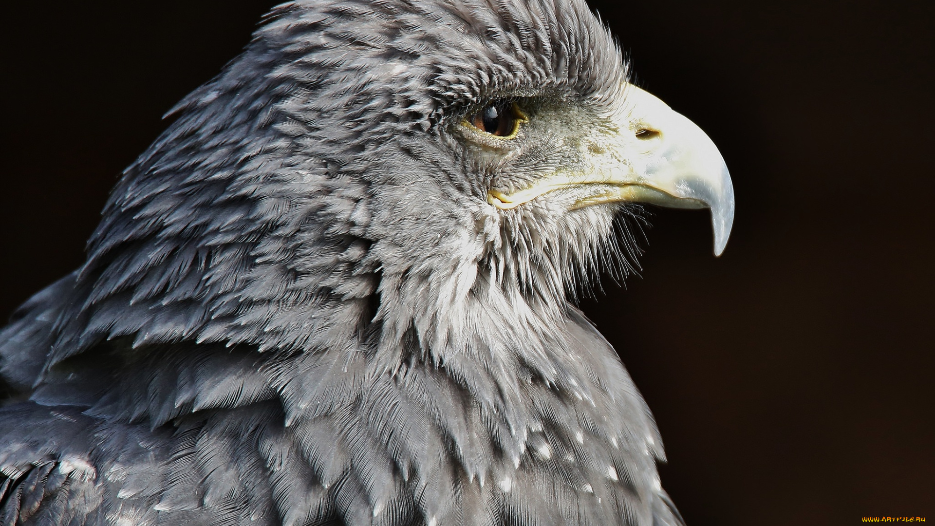 животные, птицы, -, хищники, птица, взгляд, хищник