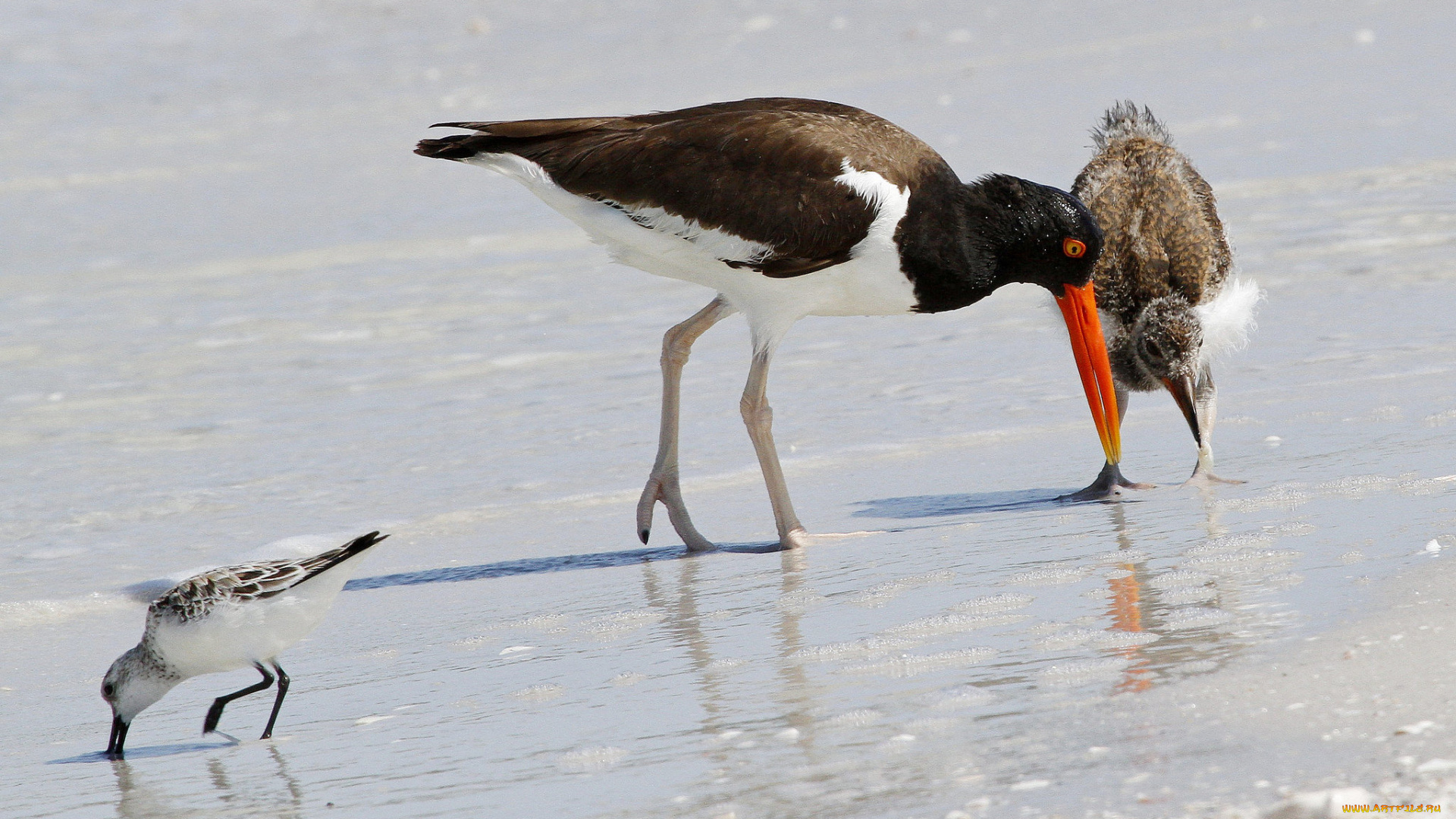 животные, птицы, берег, пляж, песок, вода
