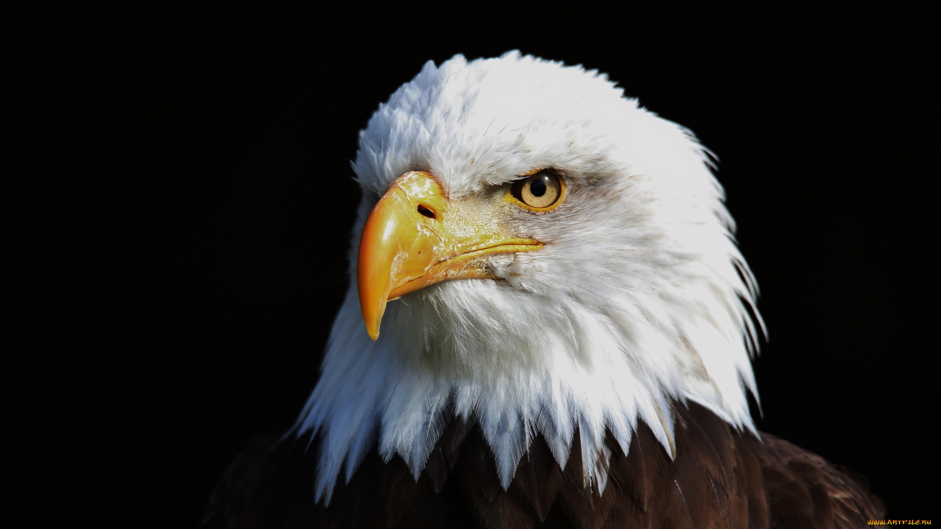 животные, птицы, орёл, взгляд, фон, птица