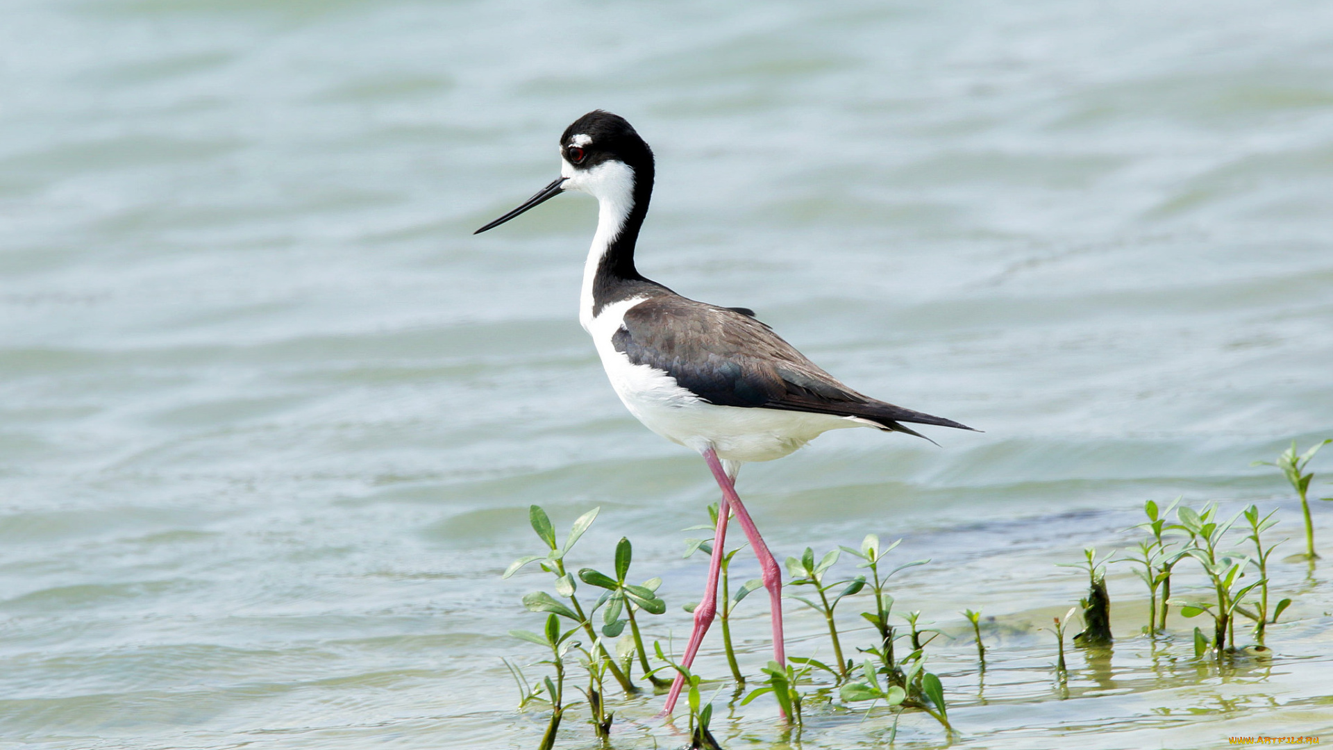животные, птицы, птица, вода, растение