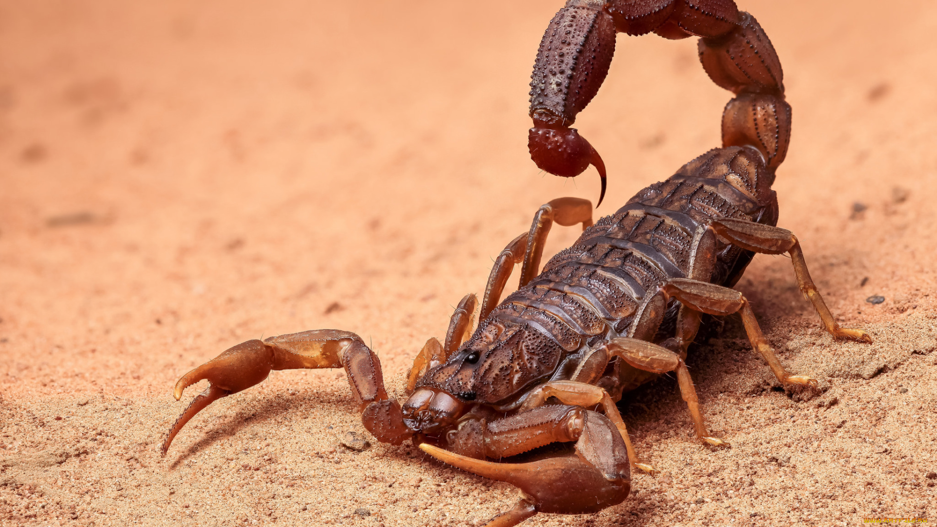 животные, скорпионы, скорпион