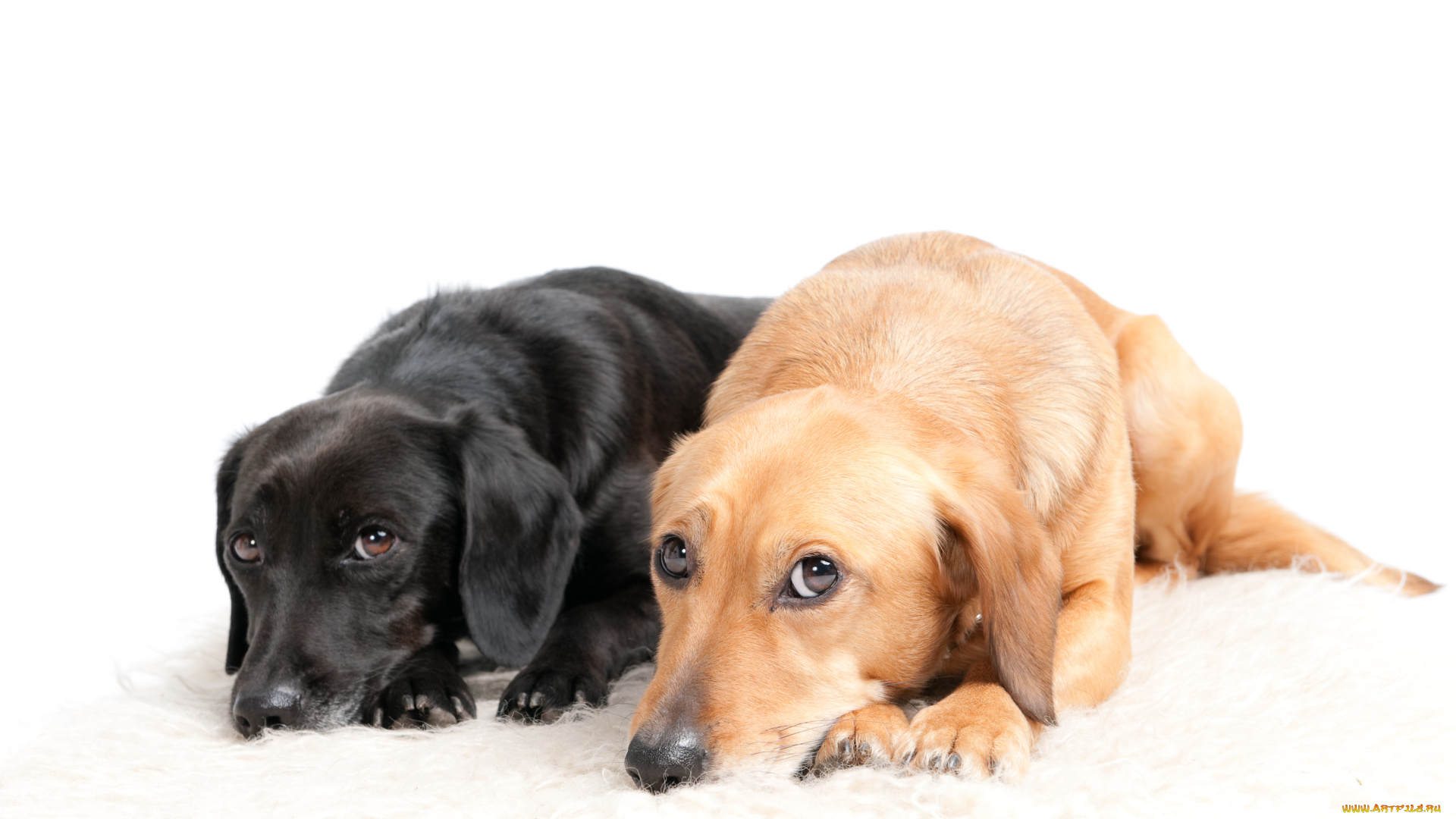 животные, собаки, dogs