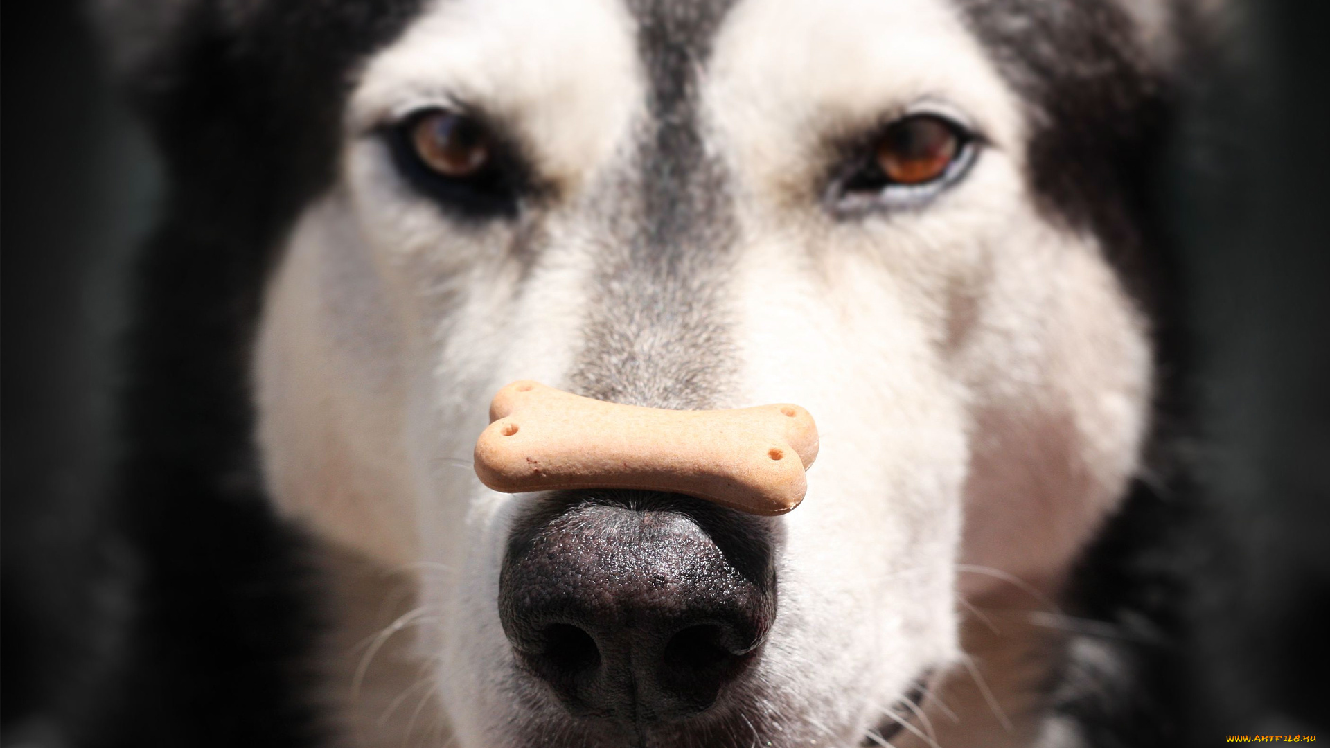 животные, собаки, лайка, собака, маламут, голова, нос, кость