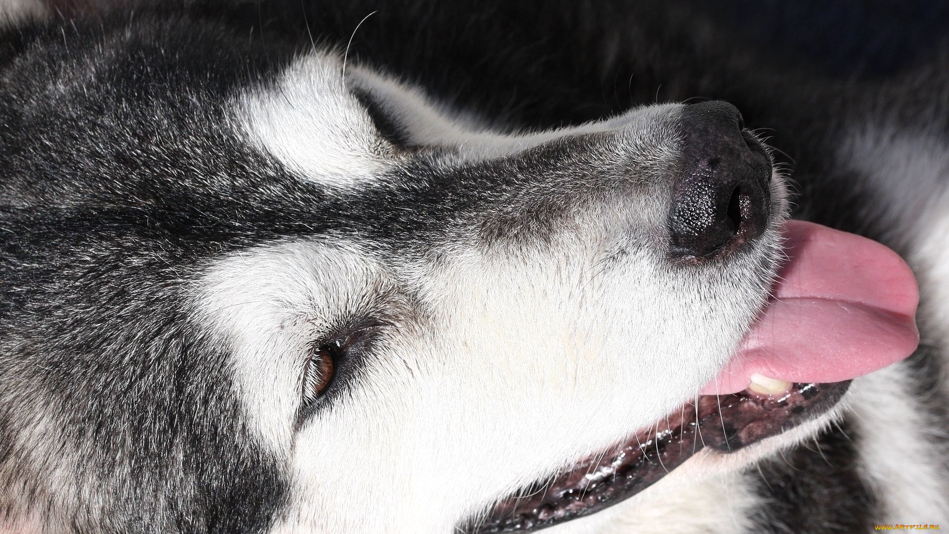 животные, собаки, лайка, собака, маламут, голова, язык