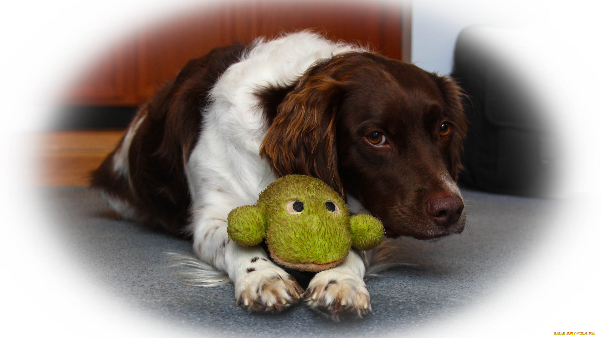 животные, собаки, пес