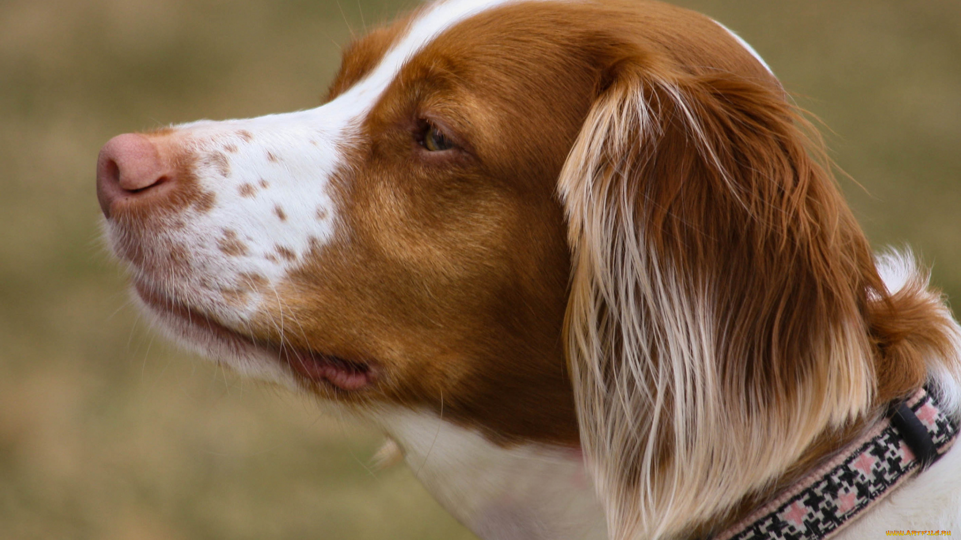 животные, собаки, пес