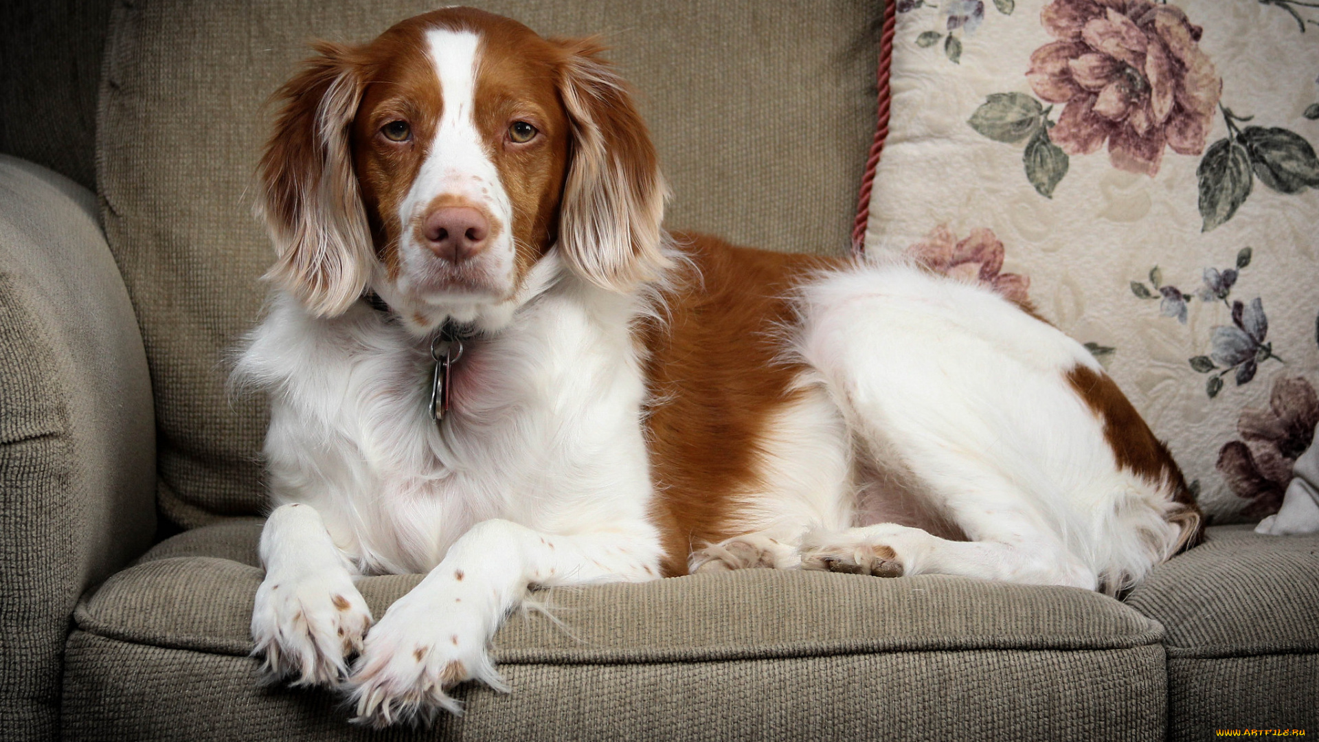 животные, собаки, пес