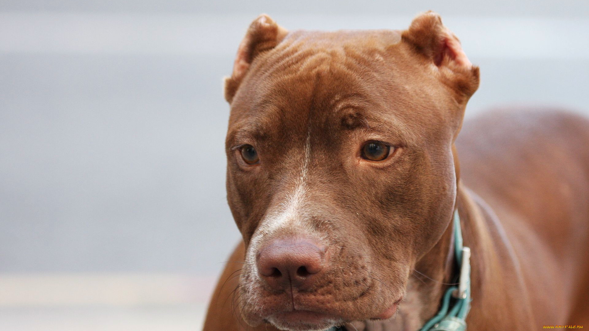 животные, собаки, питбуль, рыжий, собака, ошейник
