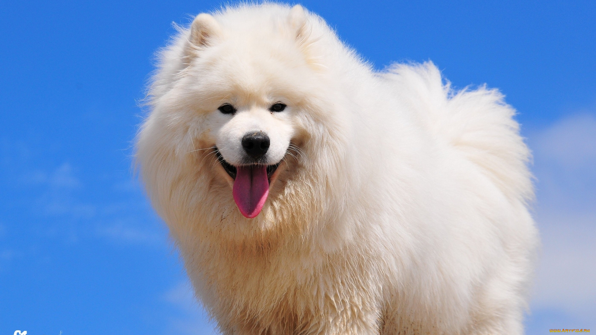 животные, собаки, пудель, собака, небо, друг, белый