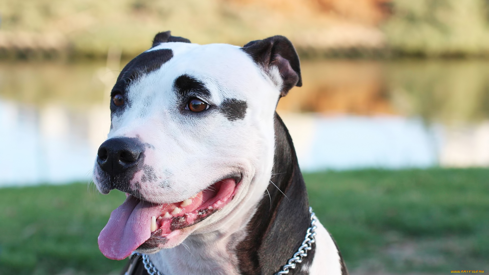 животные, собаки, собака, стаффорд, амстафф, ошейник, язык