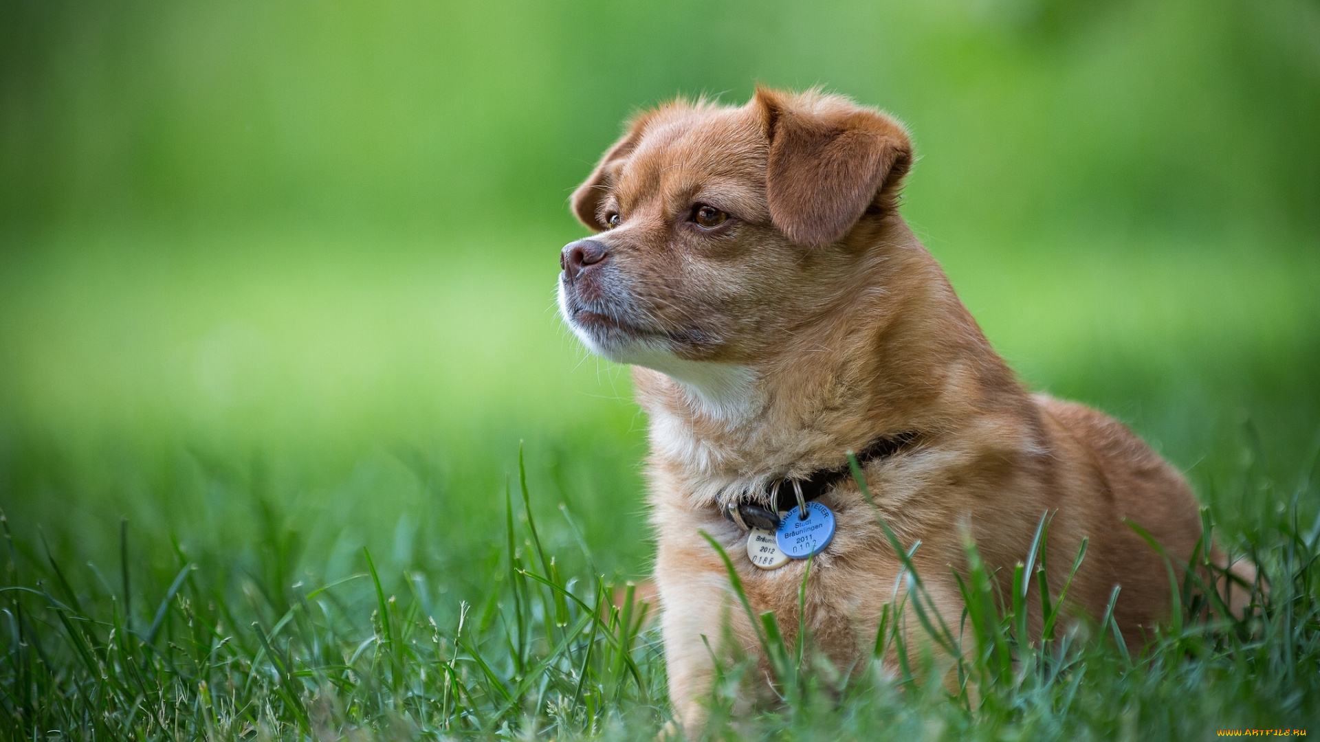 животные, собаки, зелёный, фон, собака, друг, щенок, луг