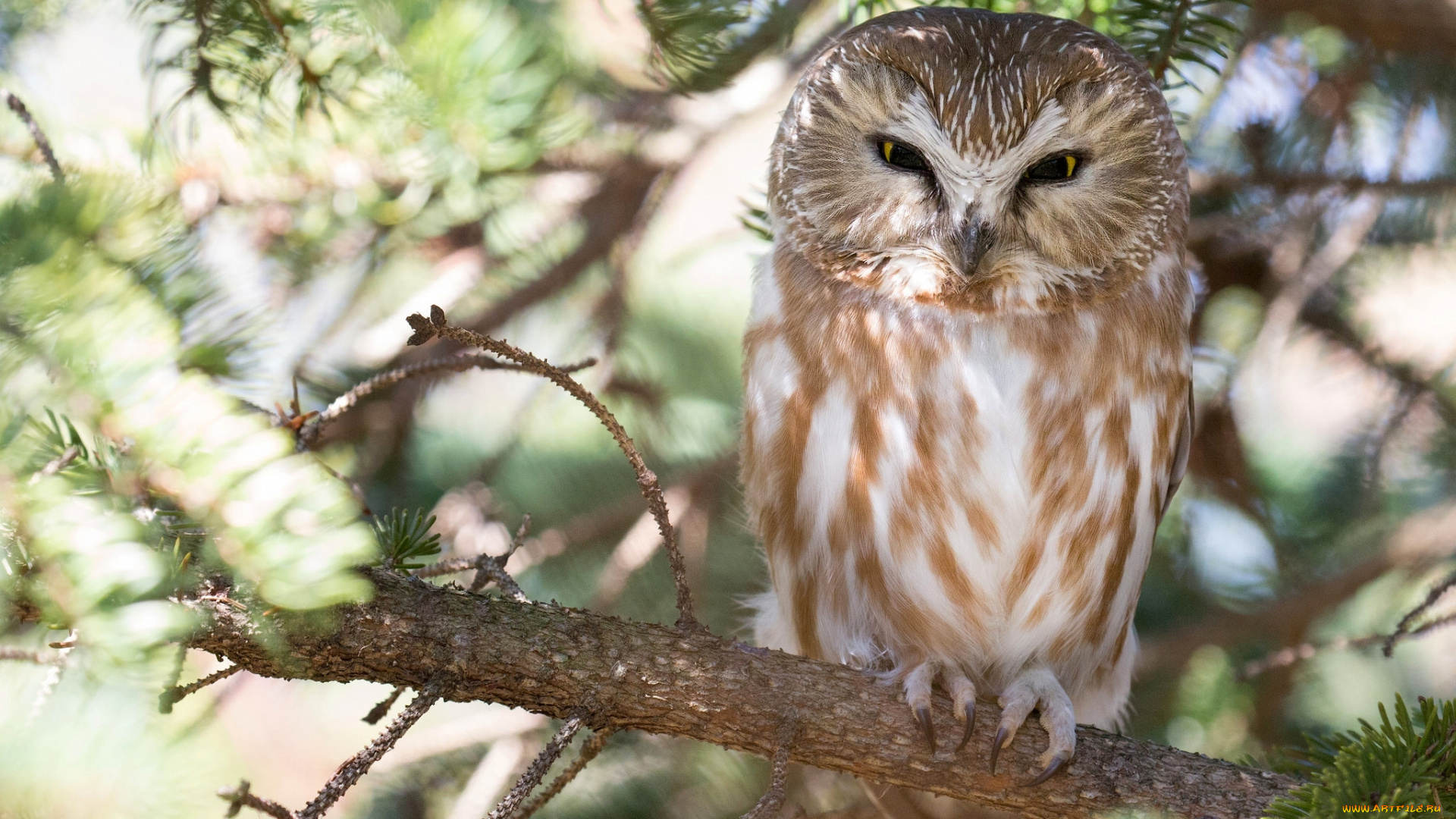 животные, совы, птица, дерево, ветка, сова, мохноногий, сыч