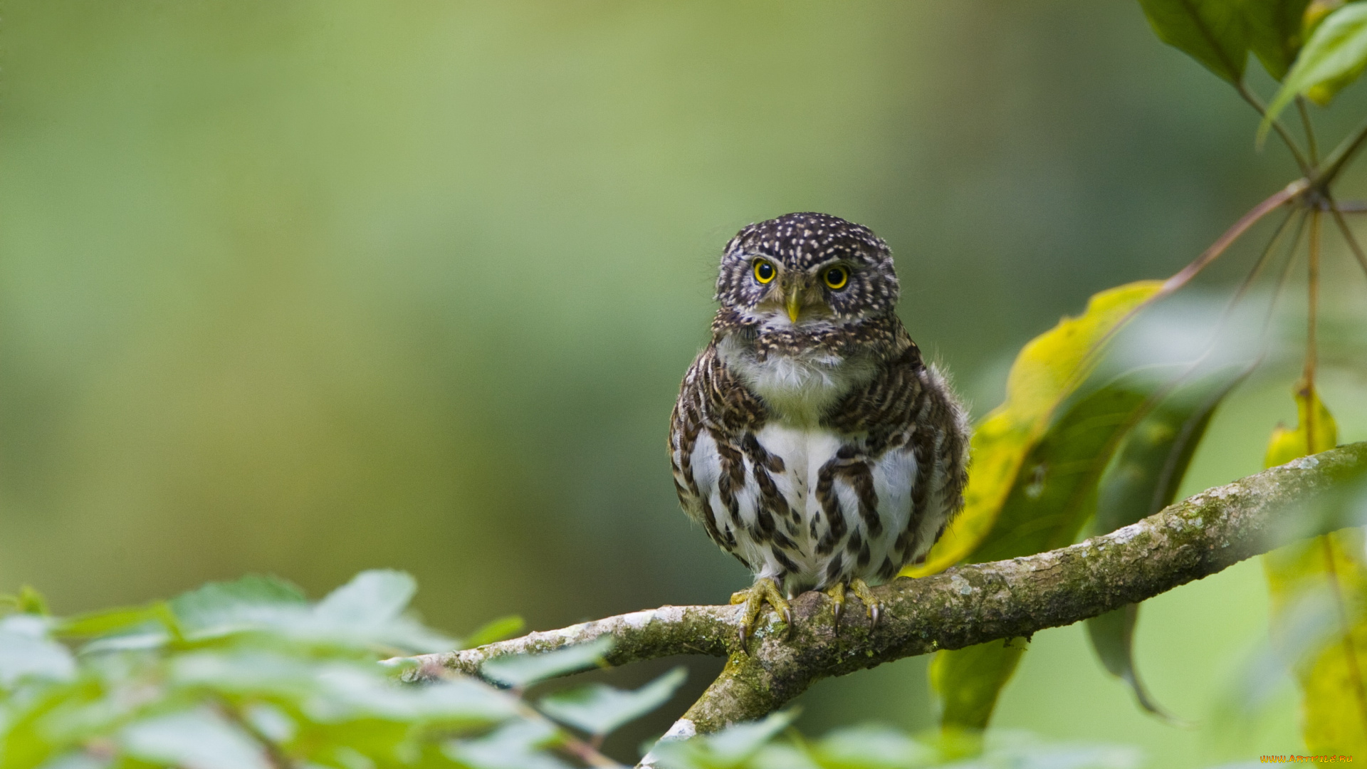 животные, совы, сова, ветка