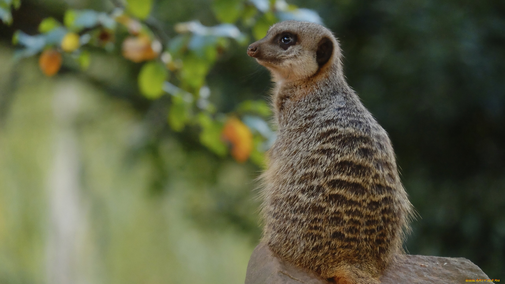 животные, сурикаты, камень, сидит, сурикат