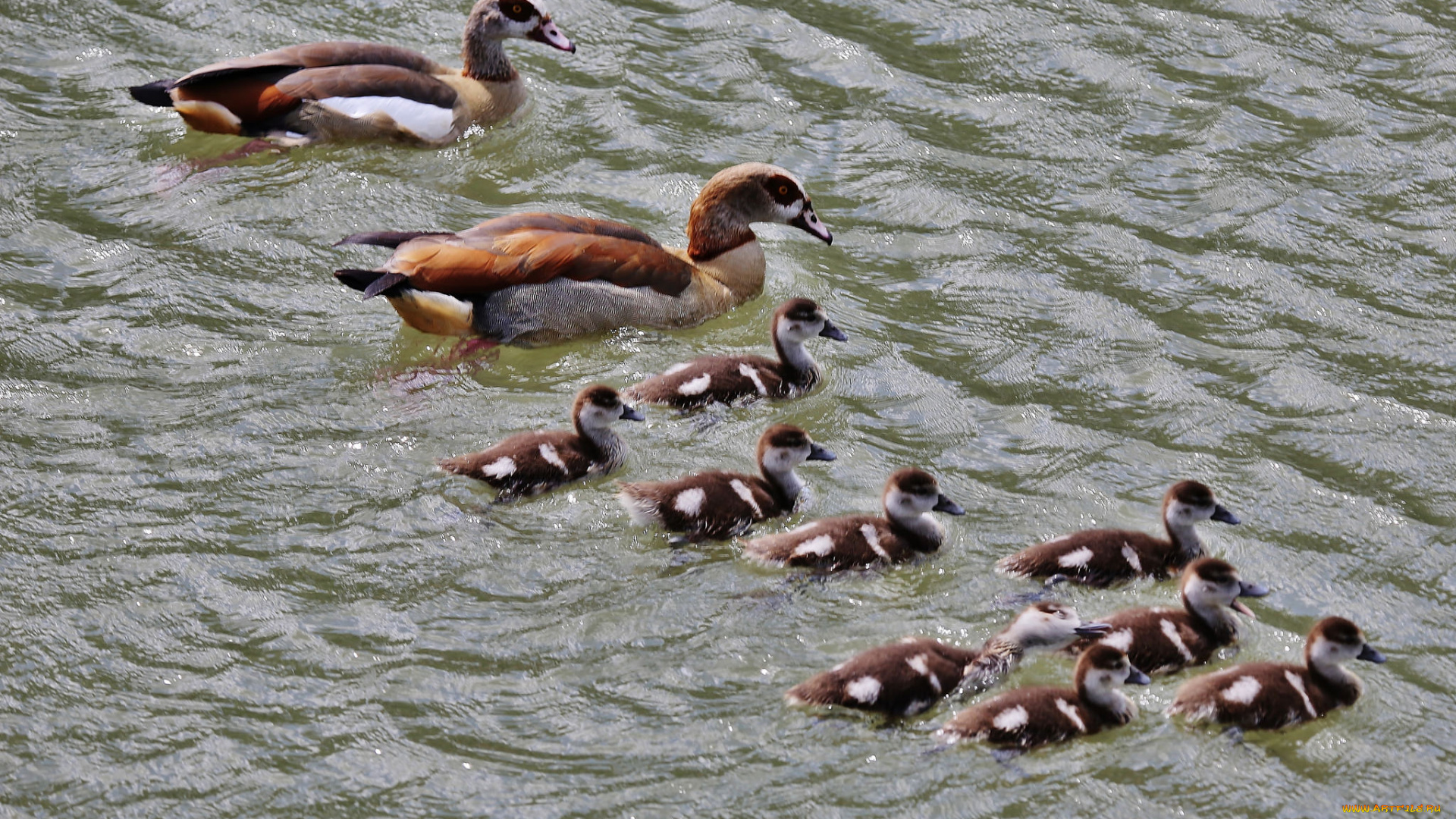 животные, утки, утята, озеро, вода, семья
