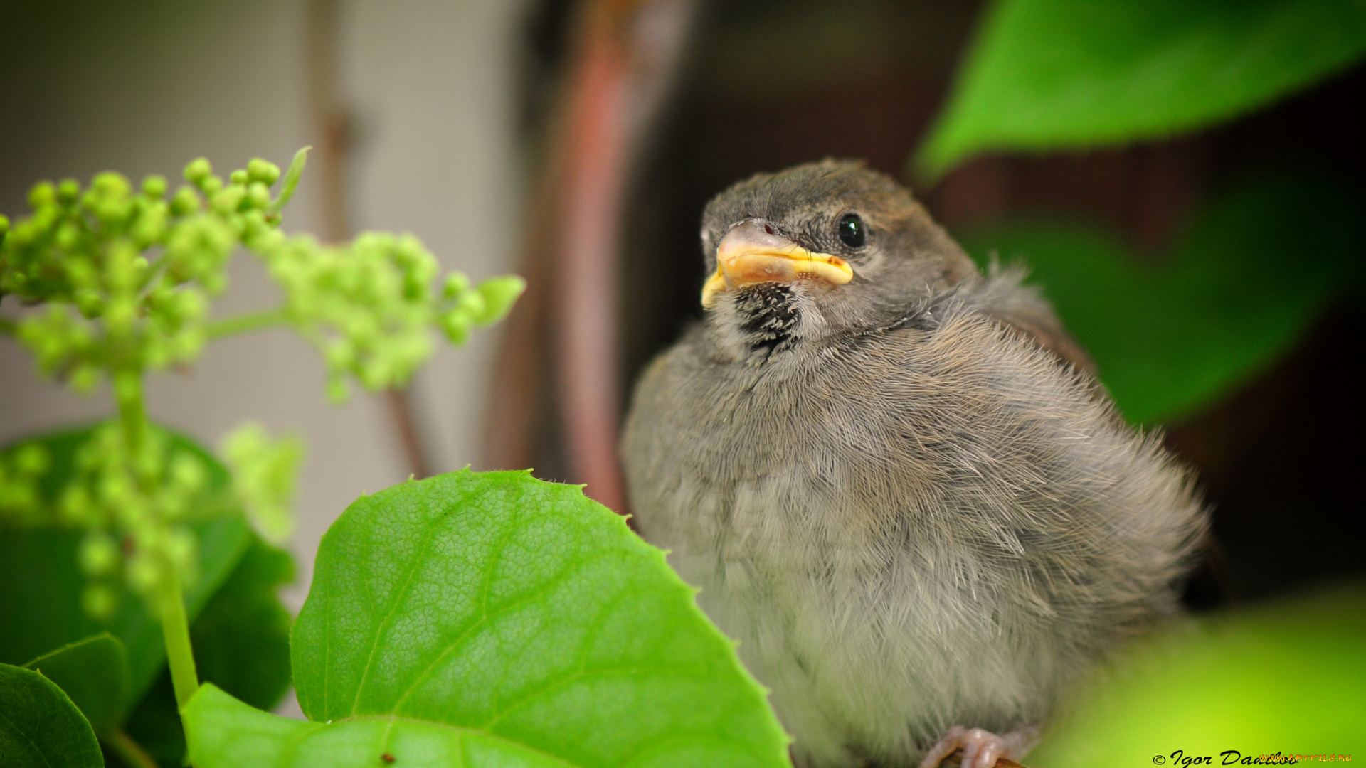 животные, воробьи, листья, воробей, птенец