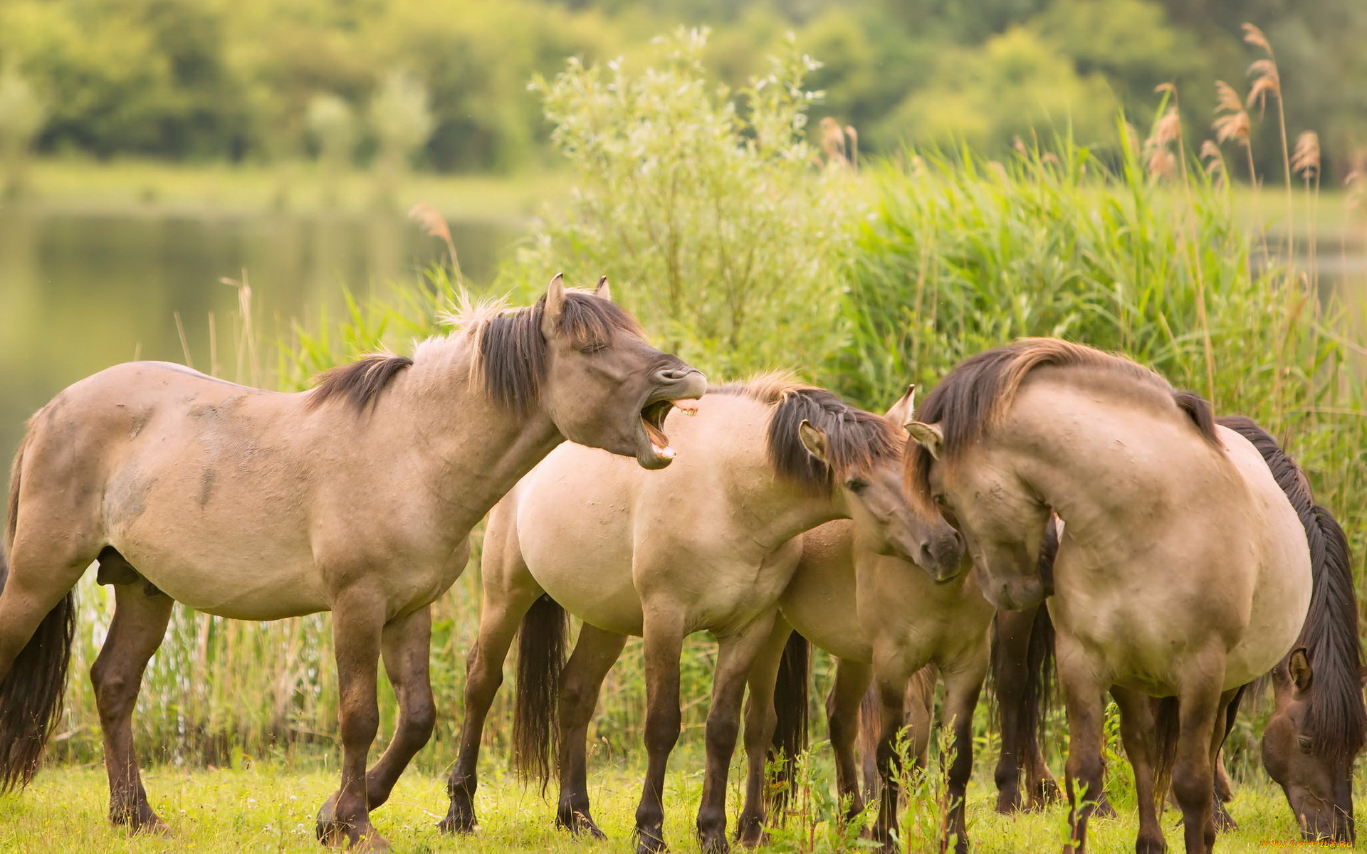 животные, лошади, природа, кони