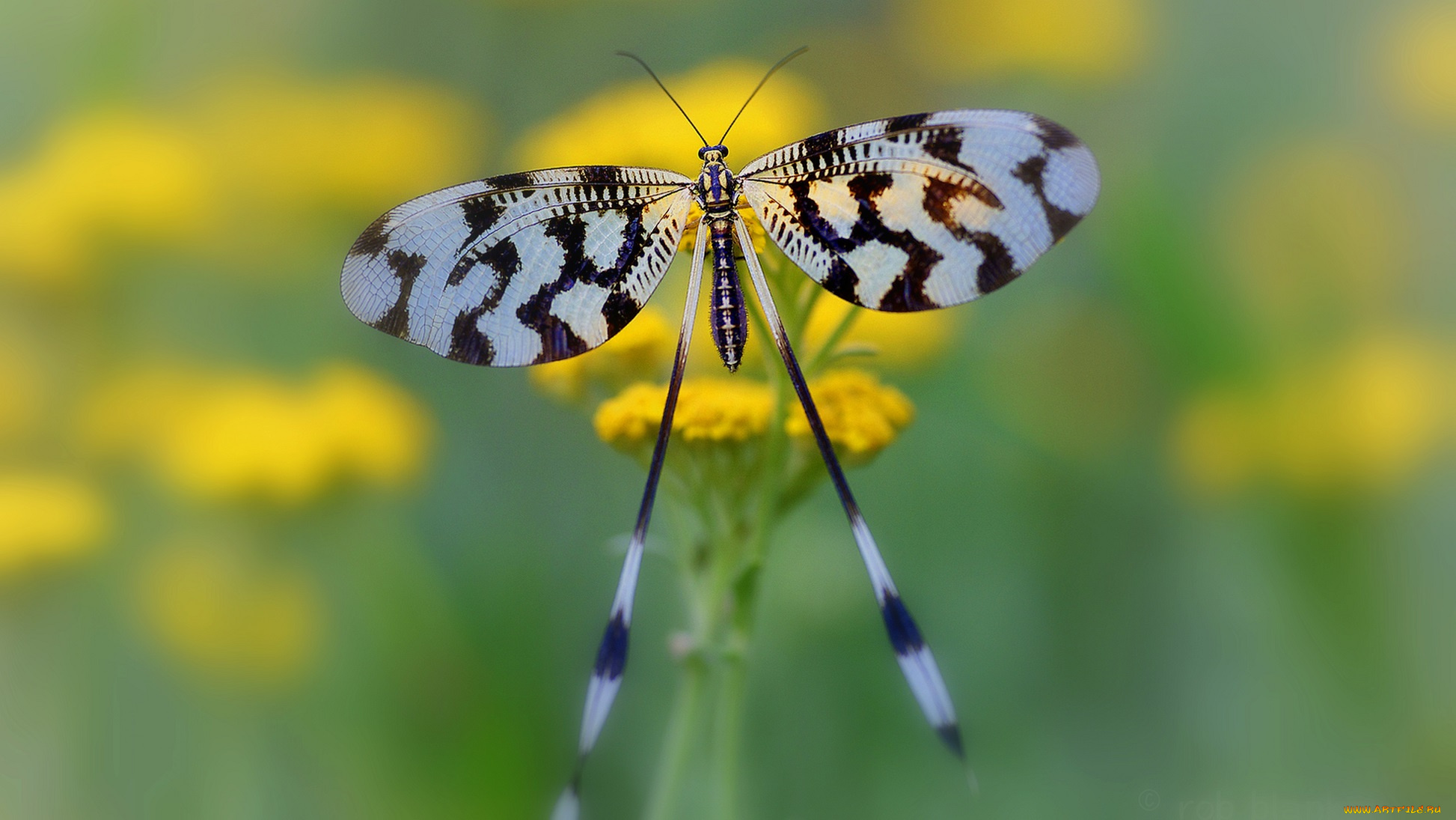 животные, бабочки, , мотыльки, , моли, бабочка, макро, крылья