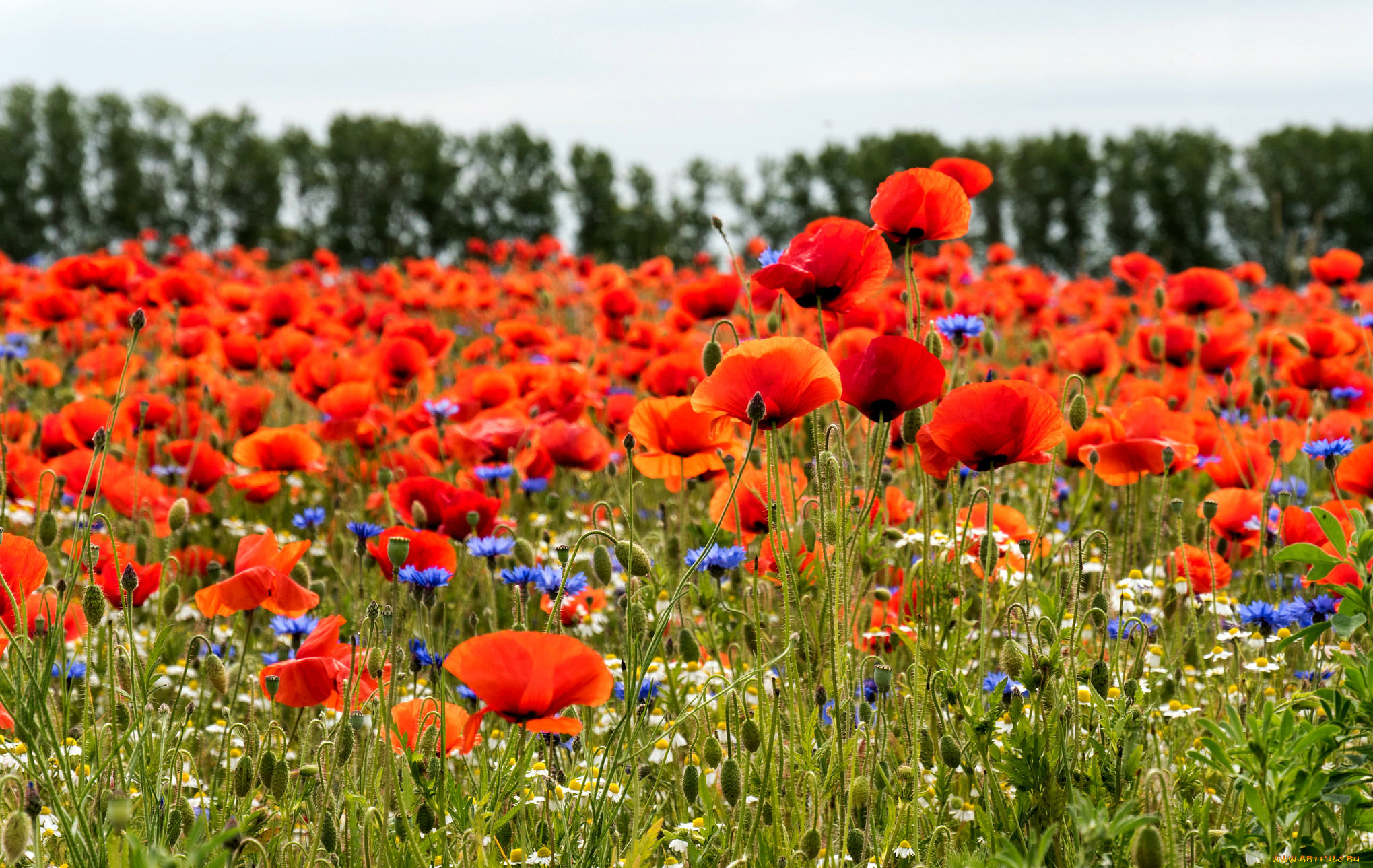 цветы, маки, поле
