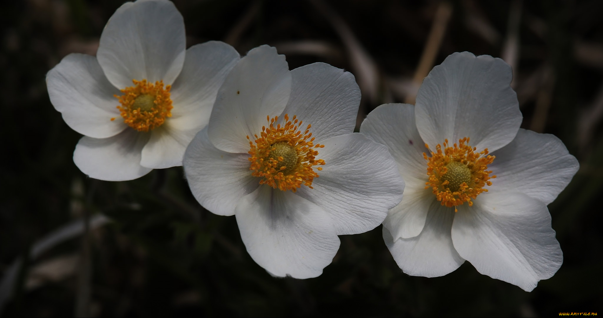 цветы, трио, макро, белые, тёмный, фон