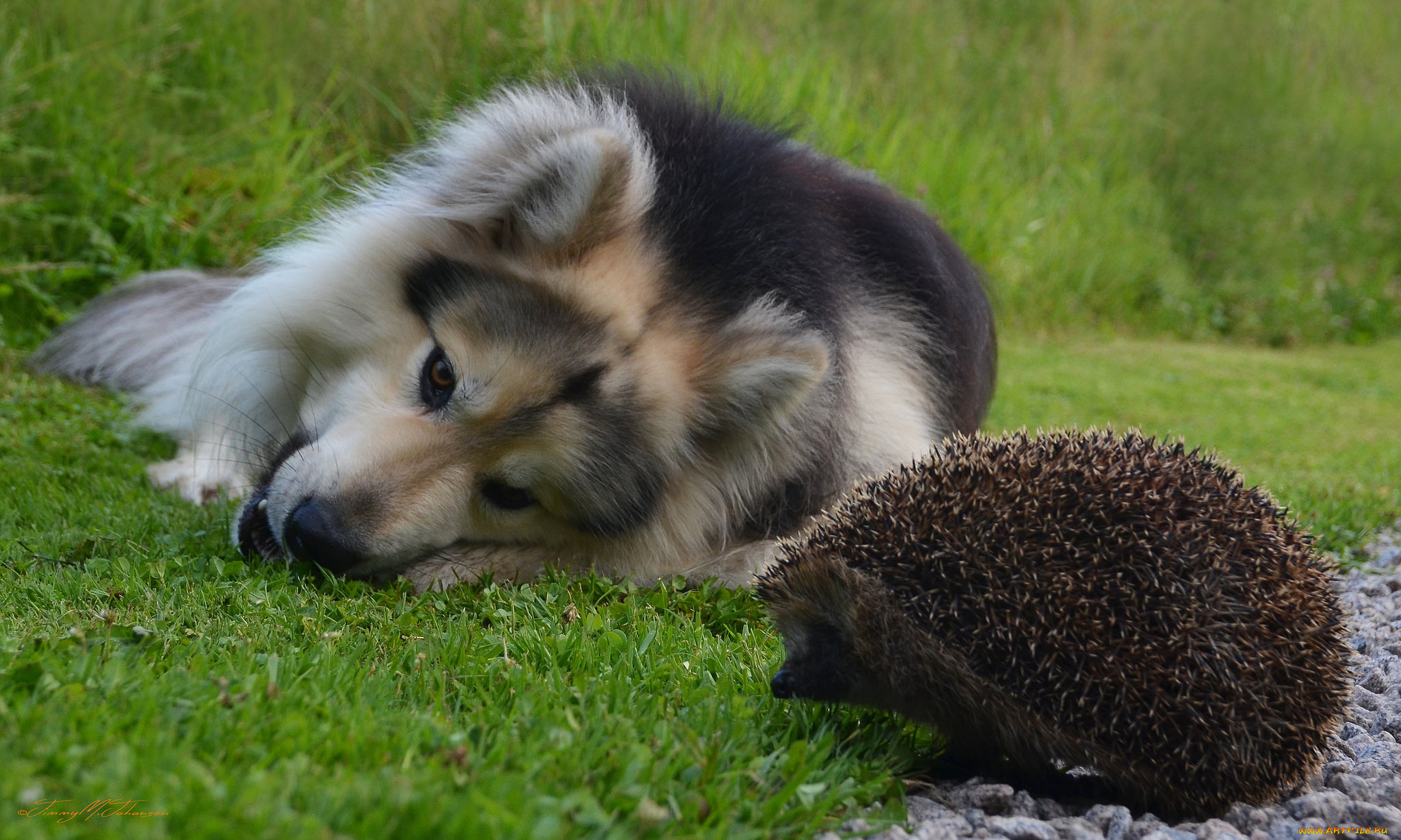 животные, разные, вместе, ёж, игра, трава, собака