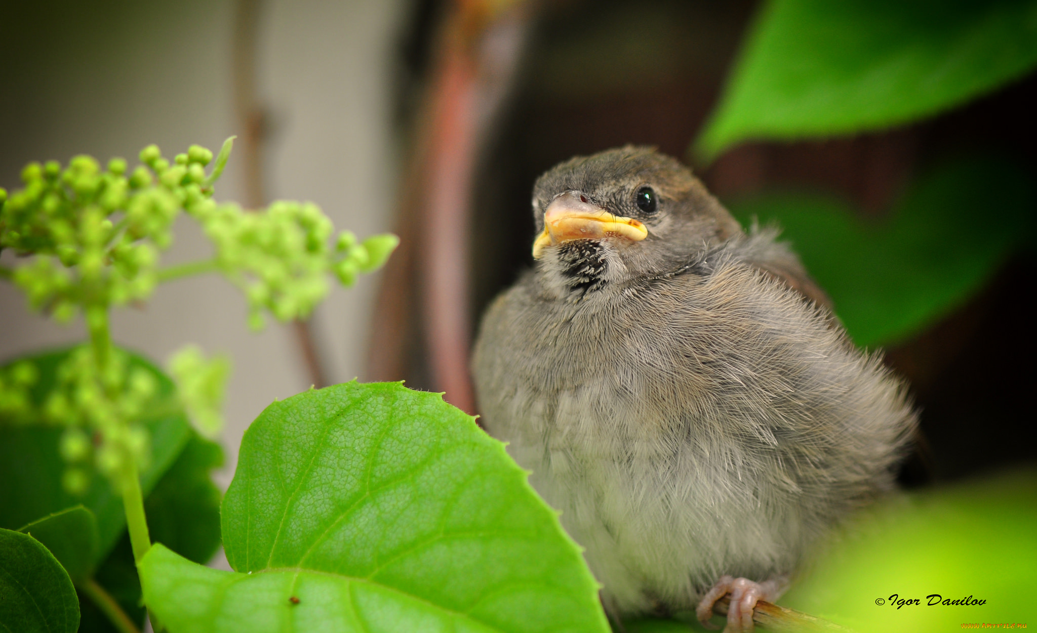 животные, воробьи, листья, воробей, птенец