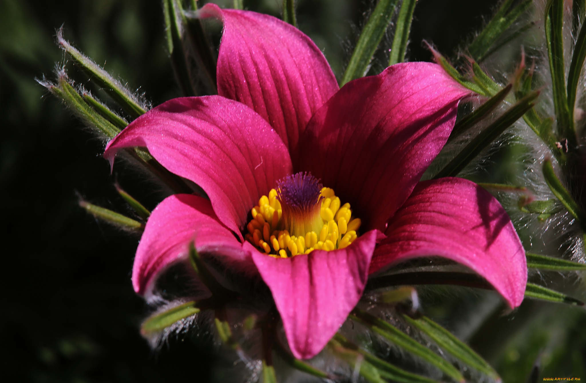 цветы, анемоны, , сон-трава, сон-трава, анемон