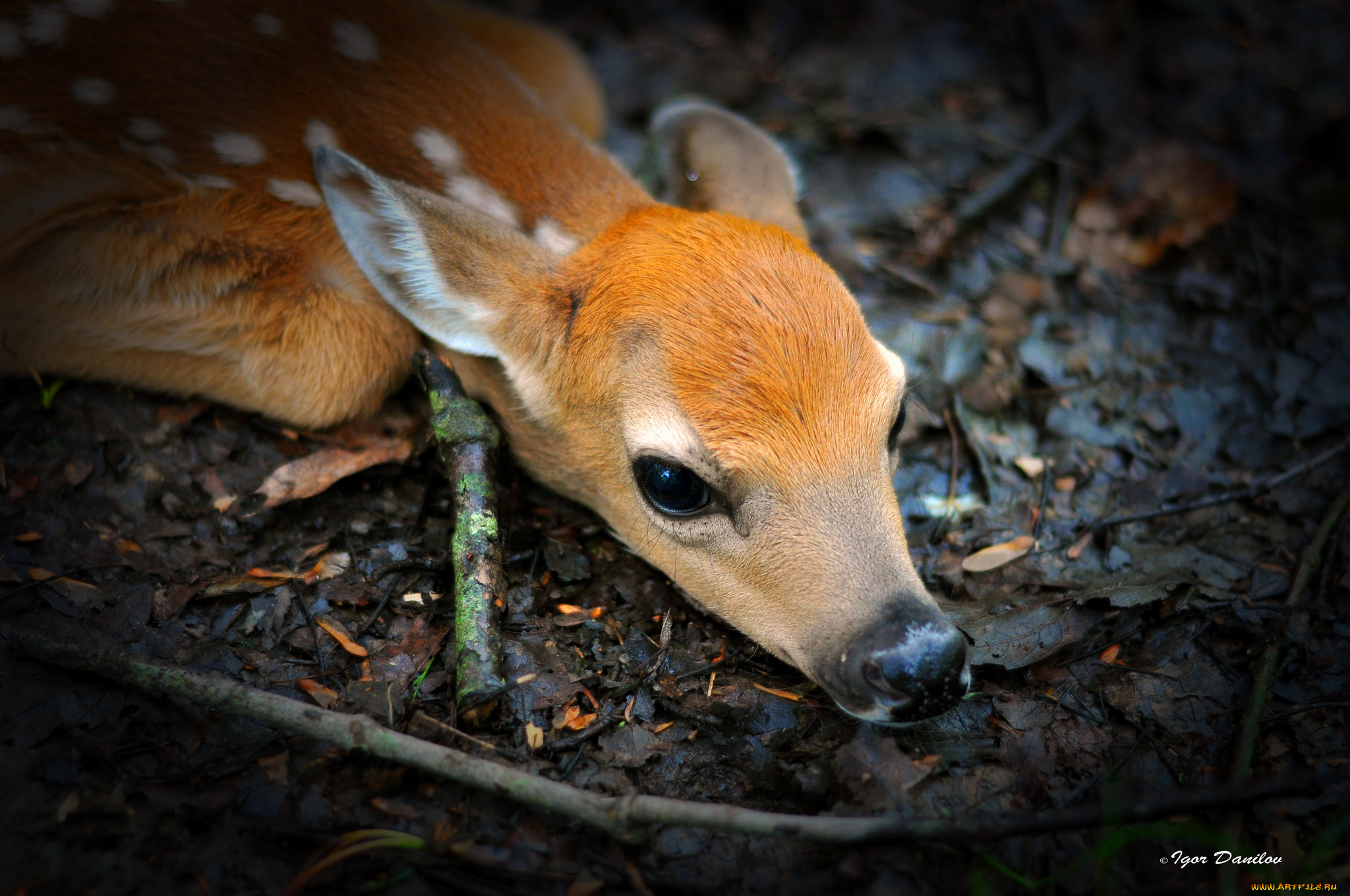 животные, олени, тёмный, фон, малыш, новорождённый, оленёнок