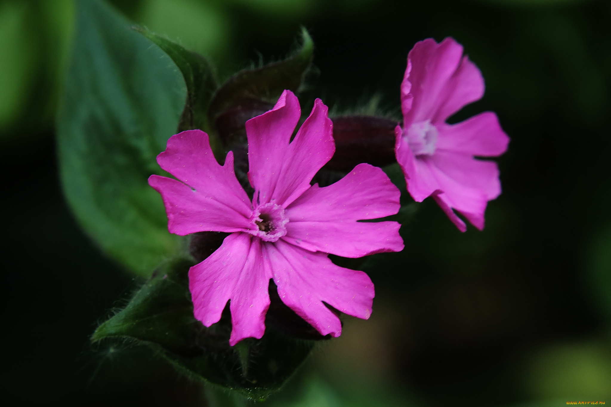 цветы, луговые, , полевые, , цветы, сиреневые, макро