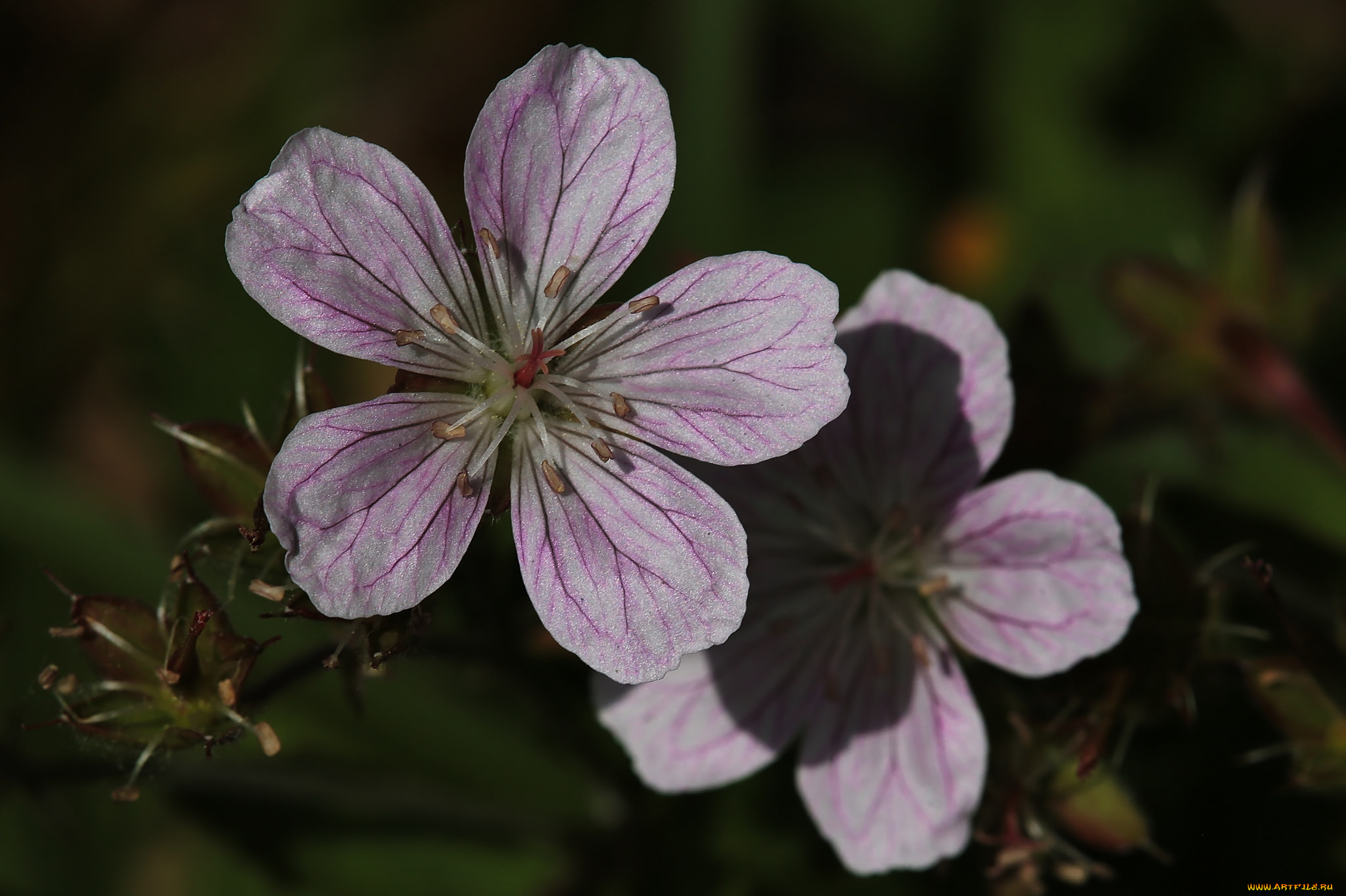 цветы, мальвы, макро