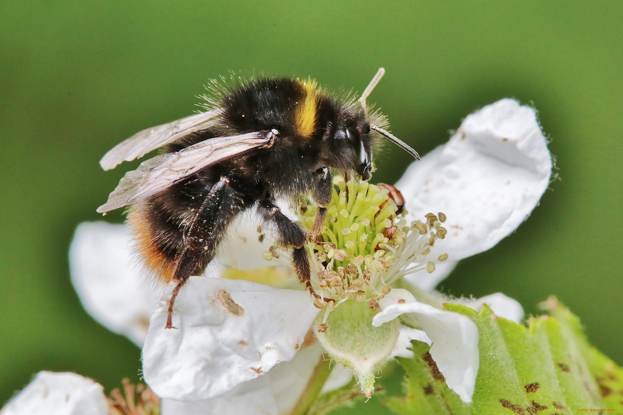 животные, пчелы, , осы, , шмели, цветы, фон, шмель
