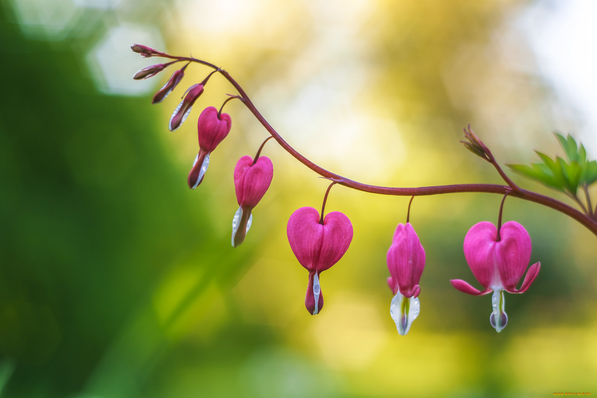 цветы, дицентра, , разбитое, сердце, фон, макро, разбитое, сердце