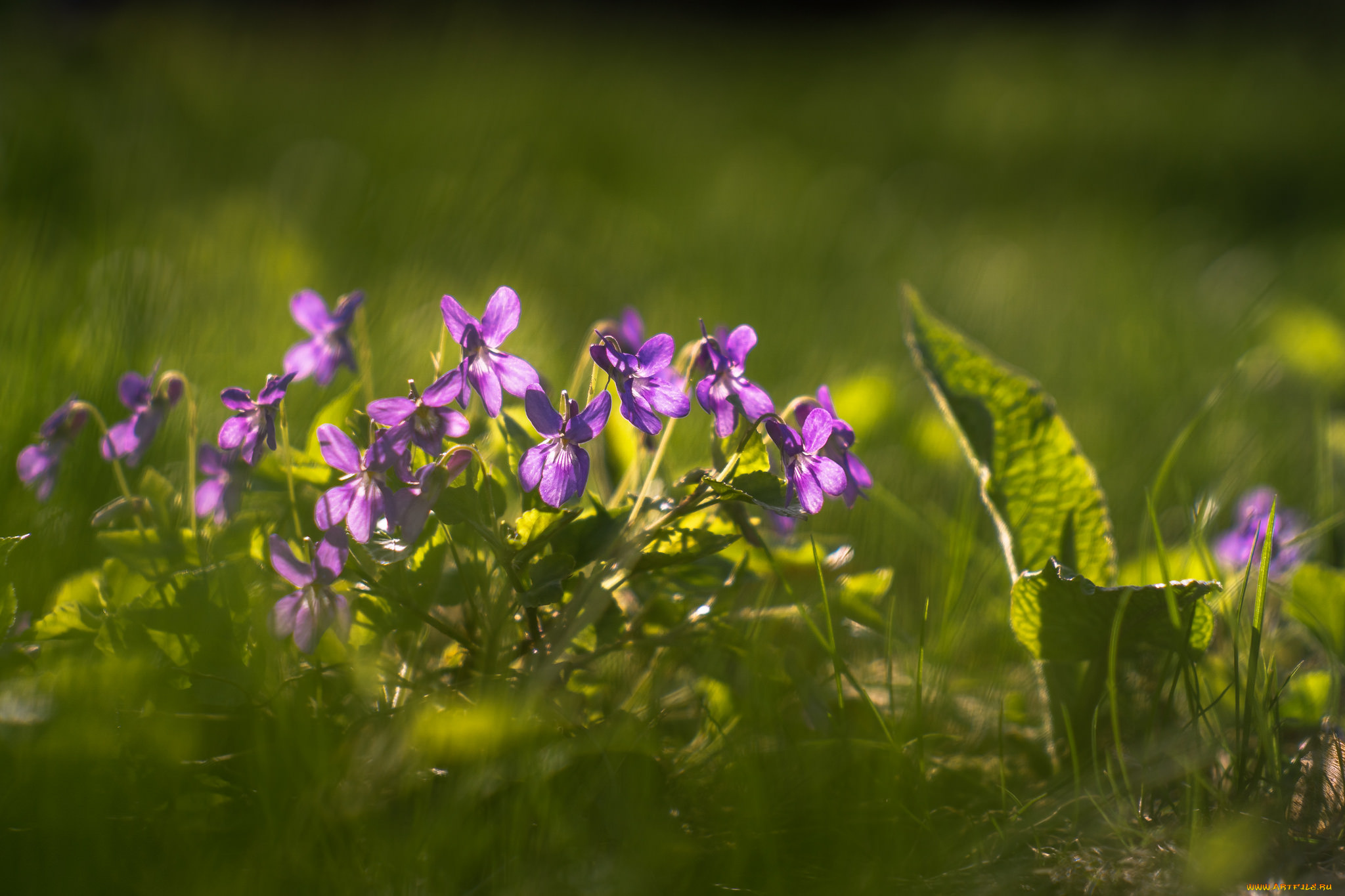 цветы, фиалки, трава, весна, макро