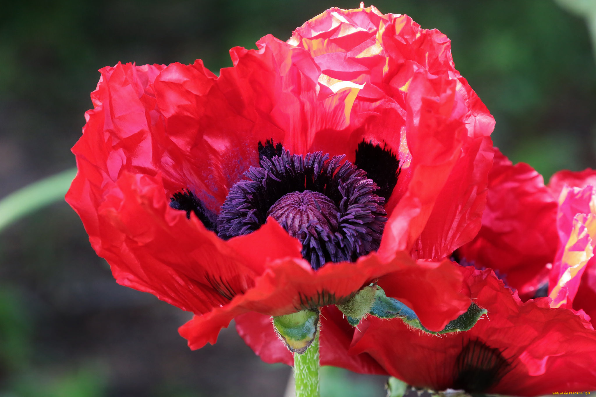 цветы, маки, макро