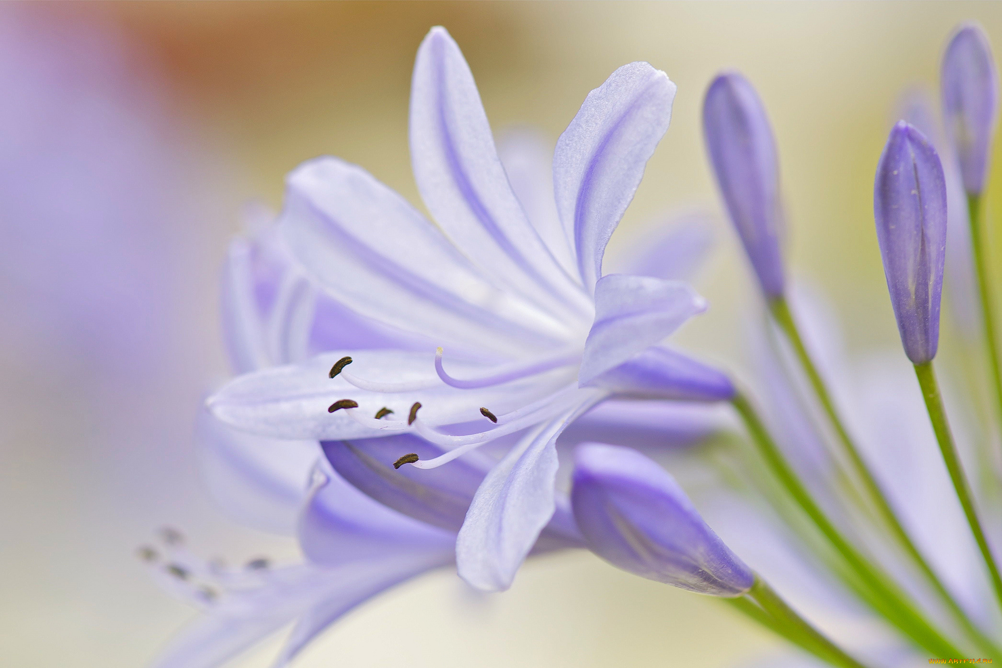 цветы, макро, нежность