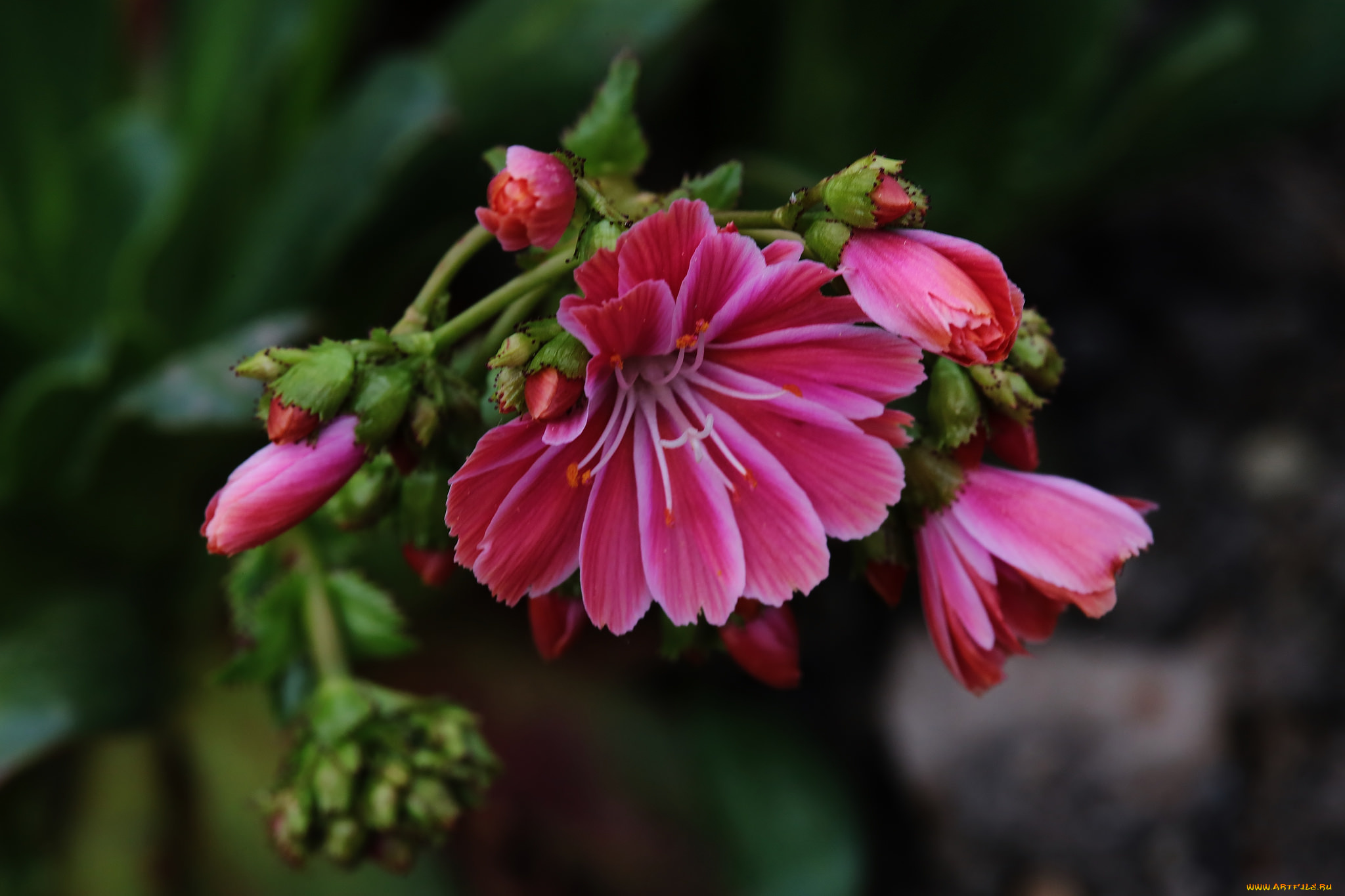 цветы, розовые