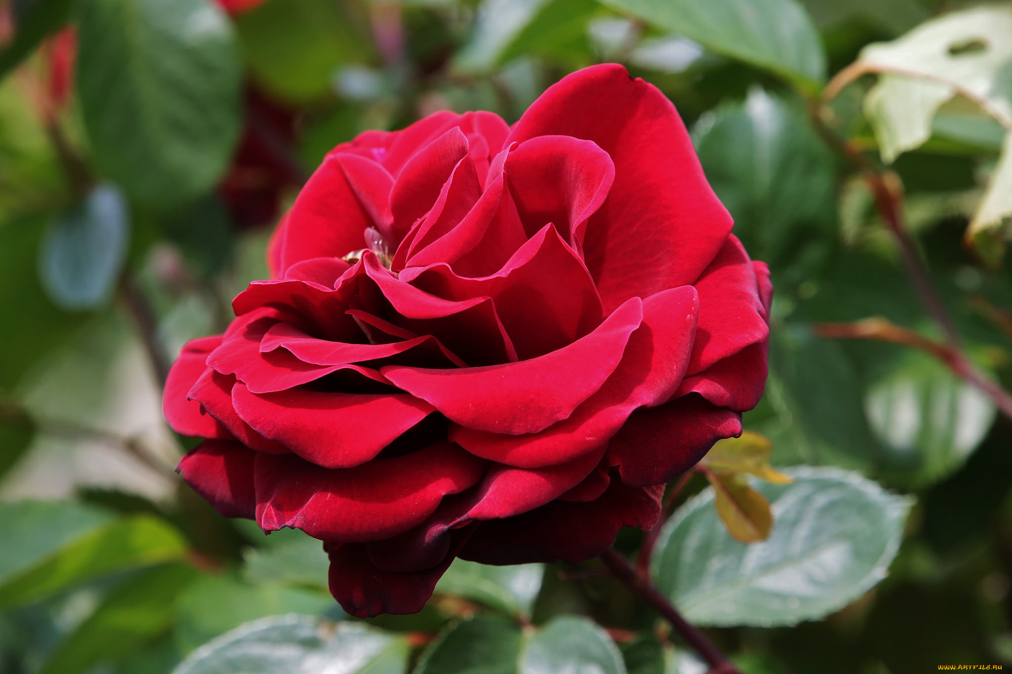 цветы, розы, роза, красная