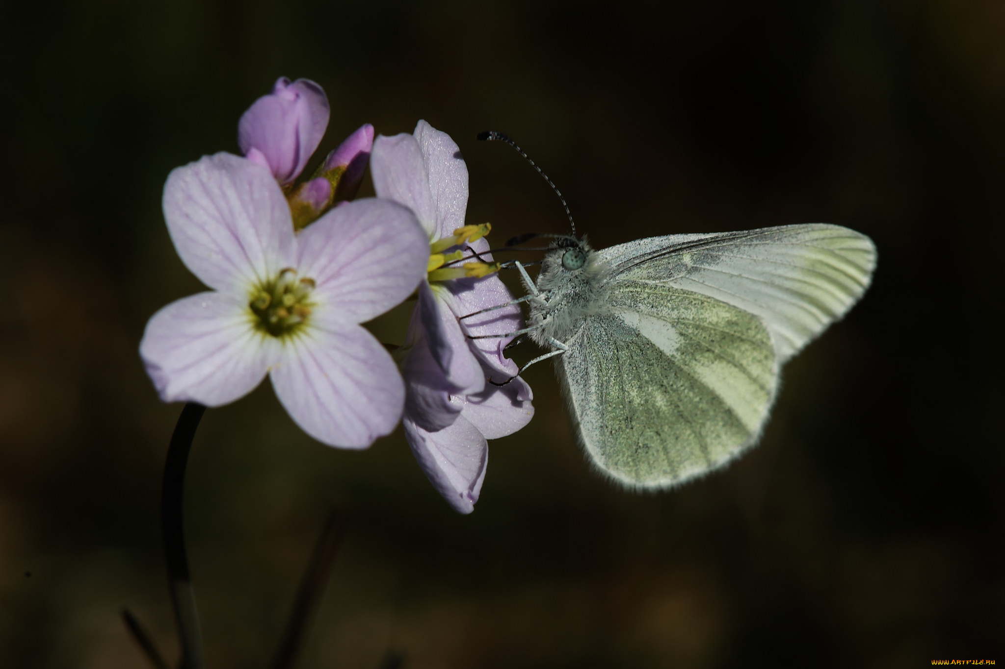 животные, бабочки, , мотыльки, , моли, макро, бабочка, цветок, фон