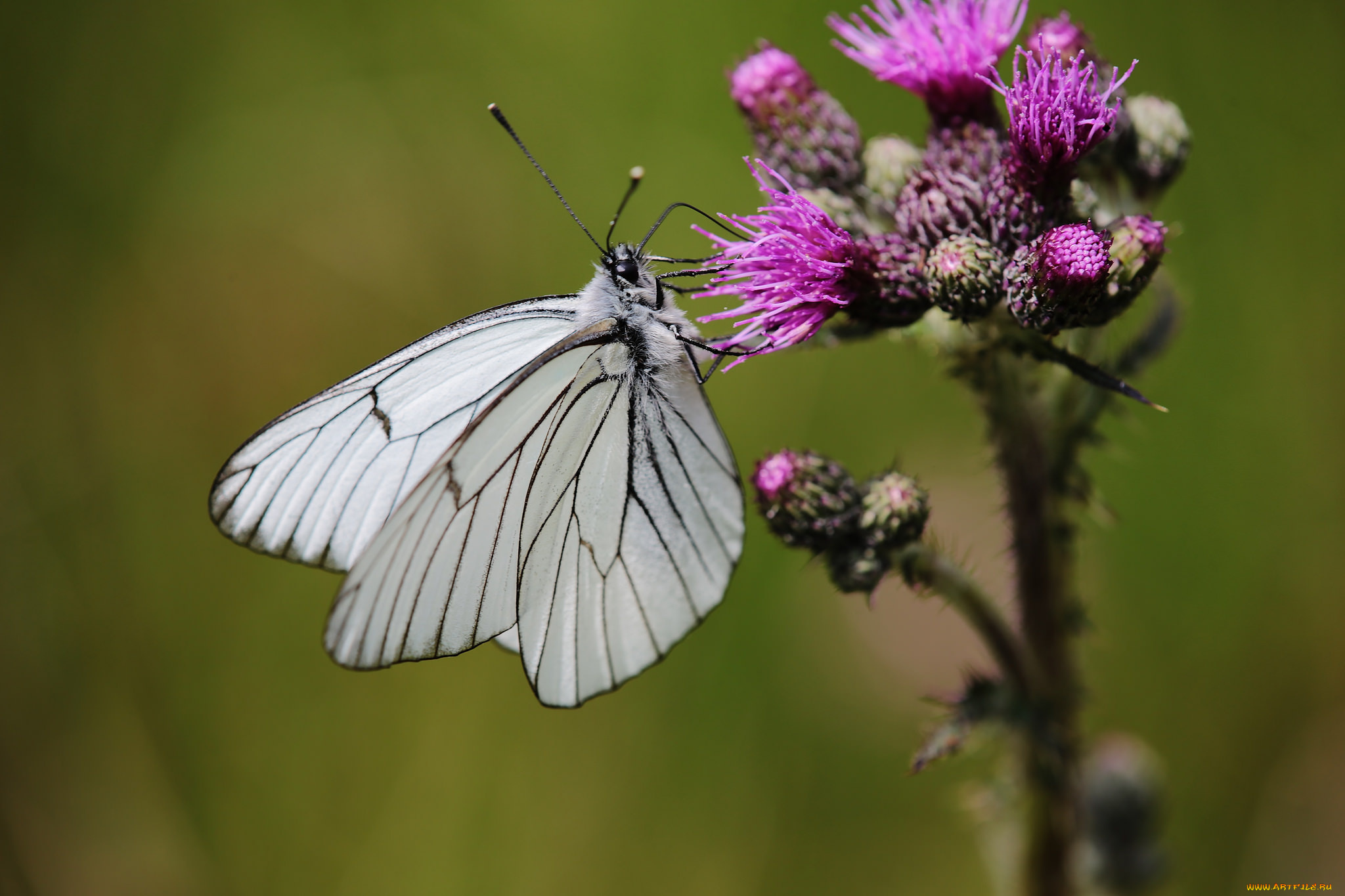 животные, бабочки, , мотыльки, , моли, макро, усики, крылья, бабочка