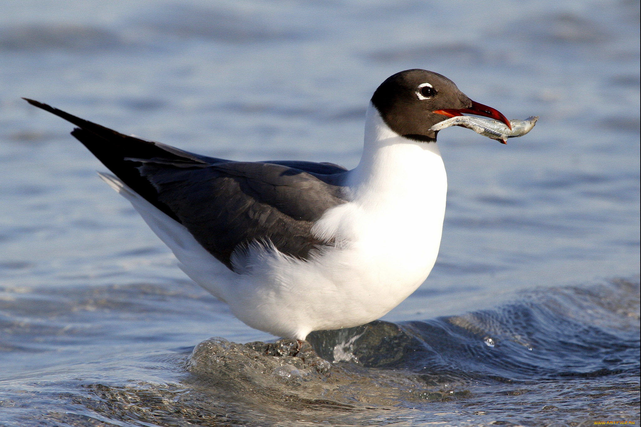 животные, Чайки, , бакланы, , крачки, море, берег, птица