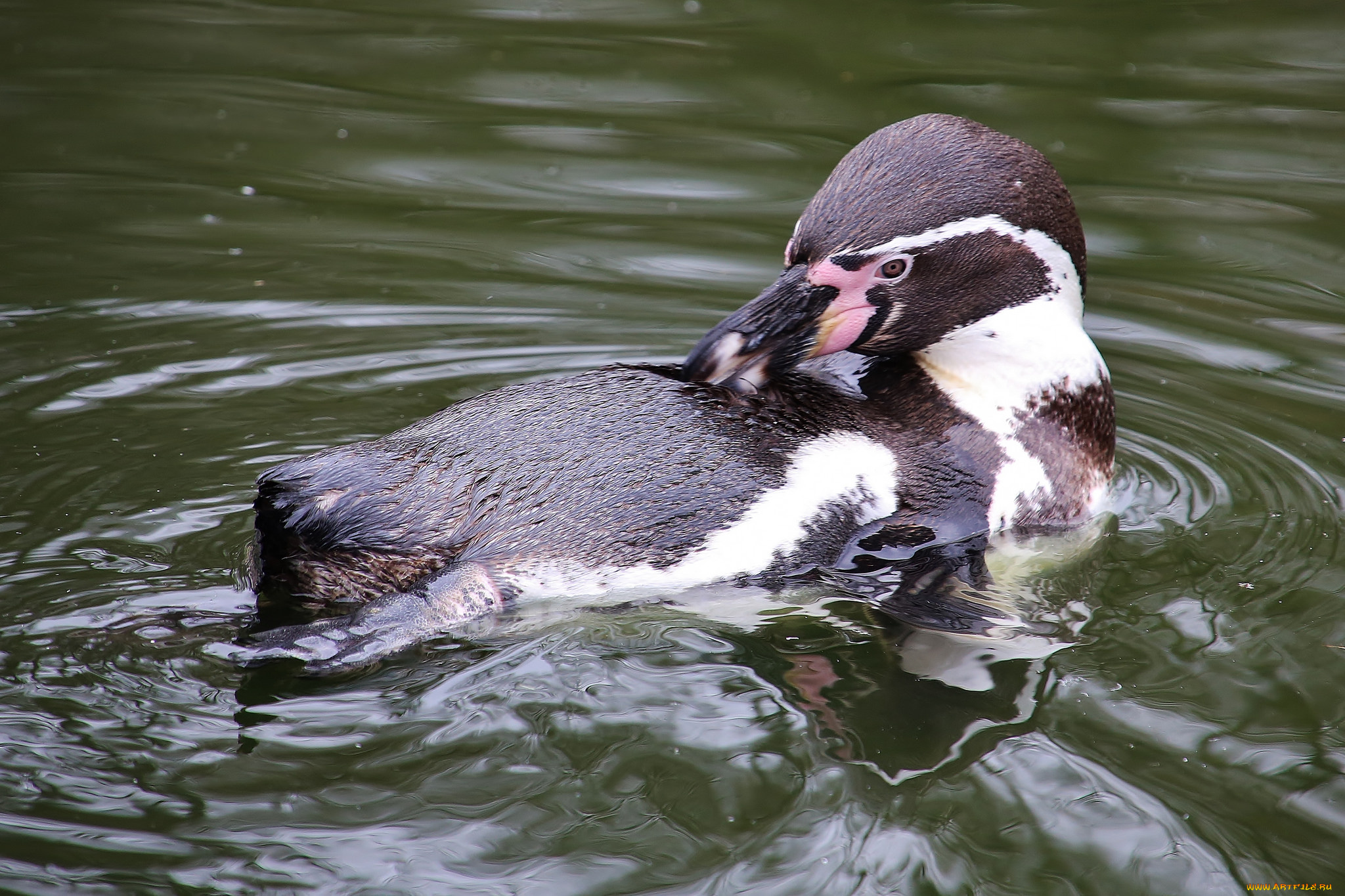 животные, Чомги, , поганки, птица, озеро